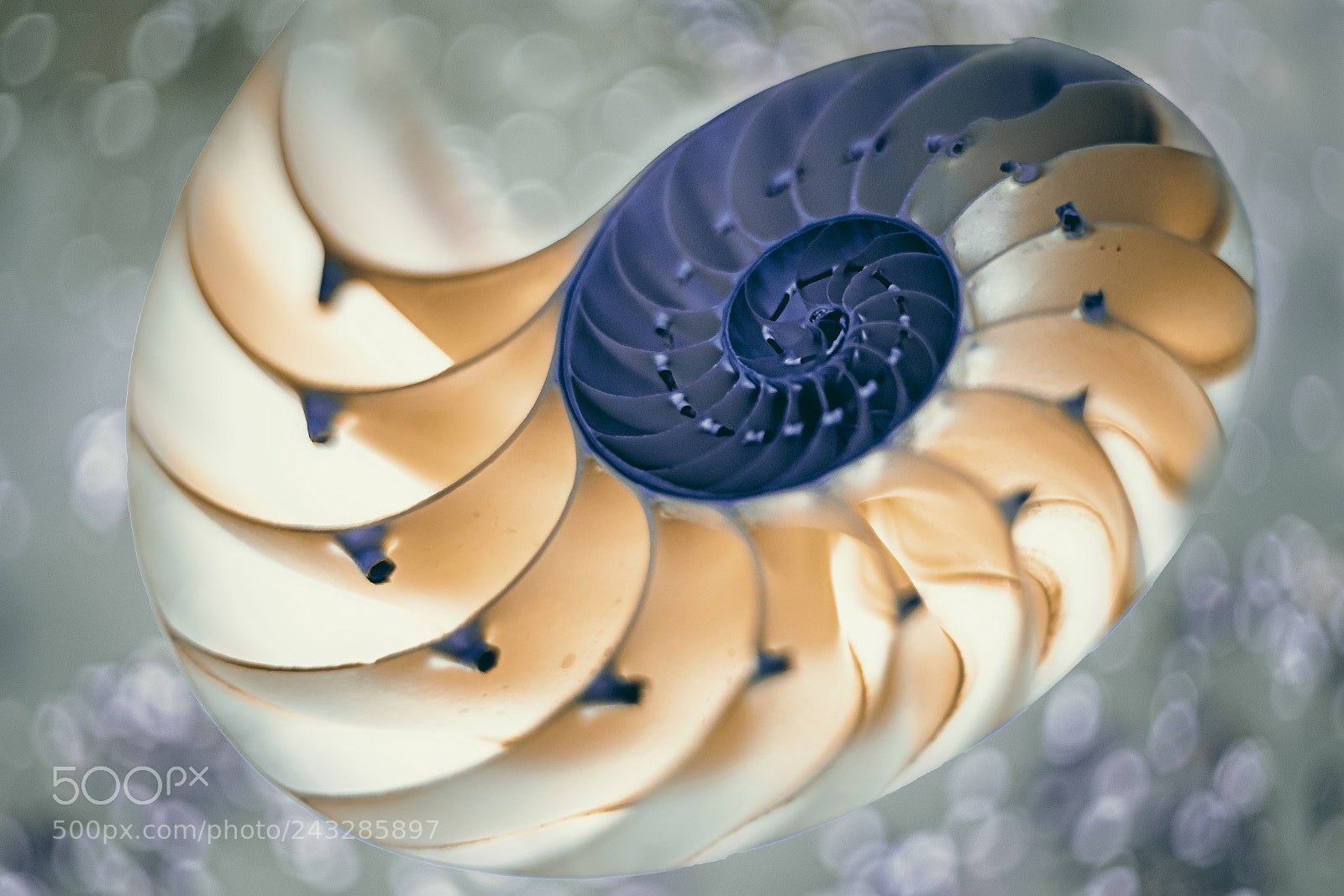 Sony a7R II sample photo. Natural seashell photography