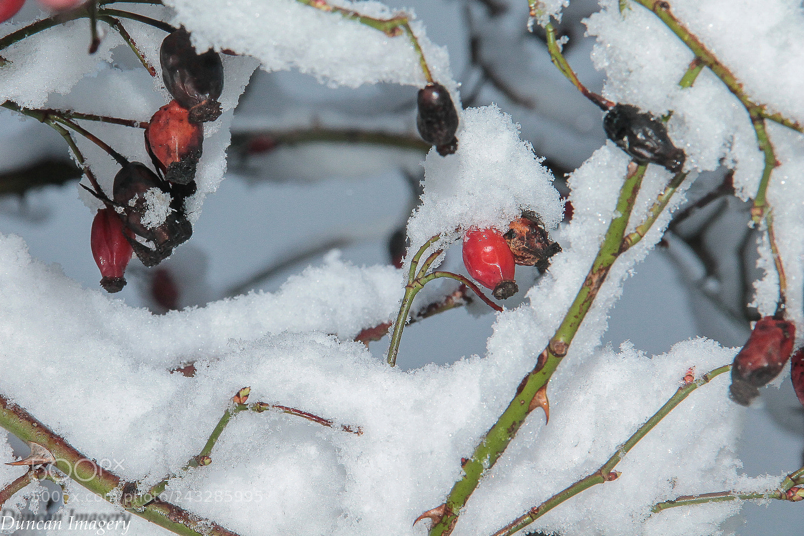 Canon EOS 1100D (EOS Rebel T3 / EOS Kiss X50) sample photo. Snowy morning photography