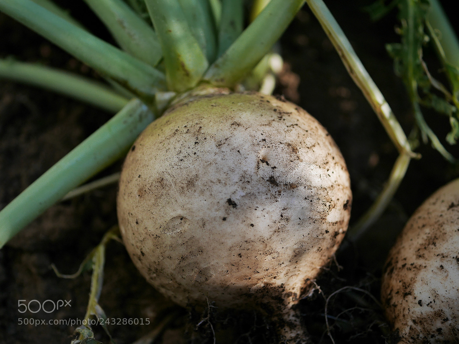 Panasonic Lumix DMC-GF7 sample photo. Japanese white radish shogoin photography