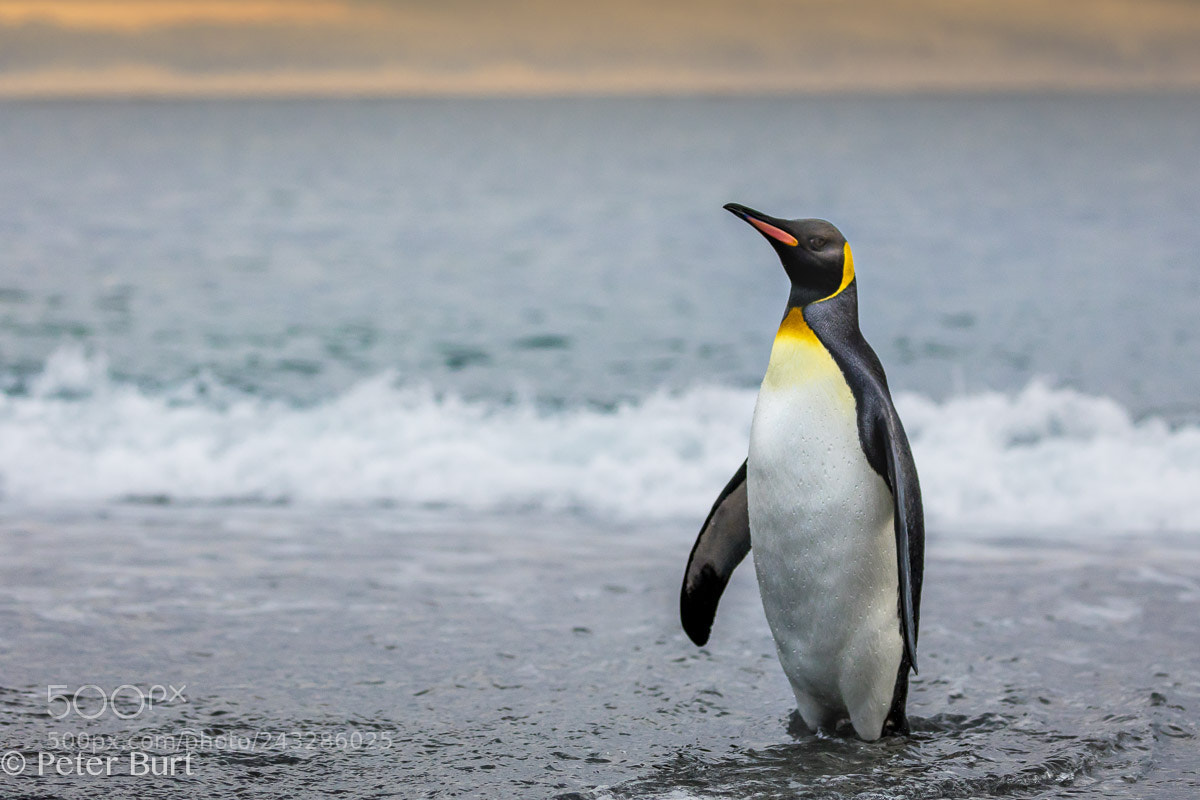 Canon EOS 5DS R sample photo. King penguin photography