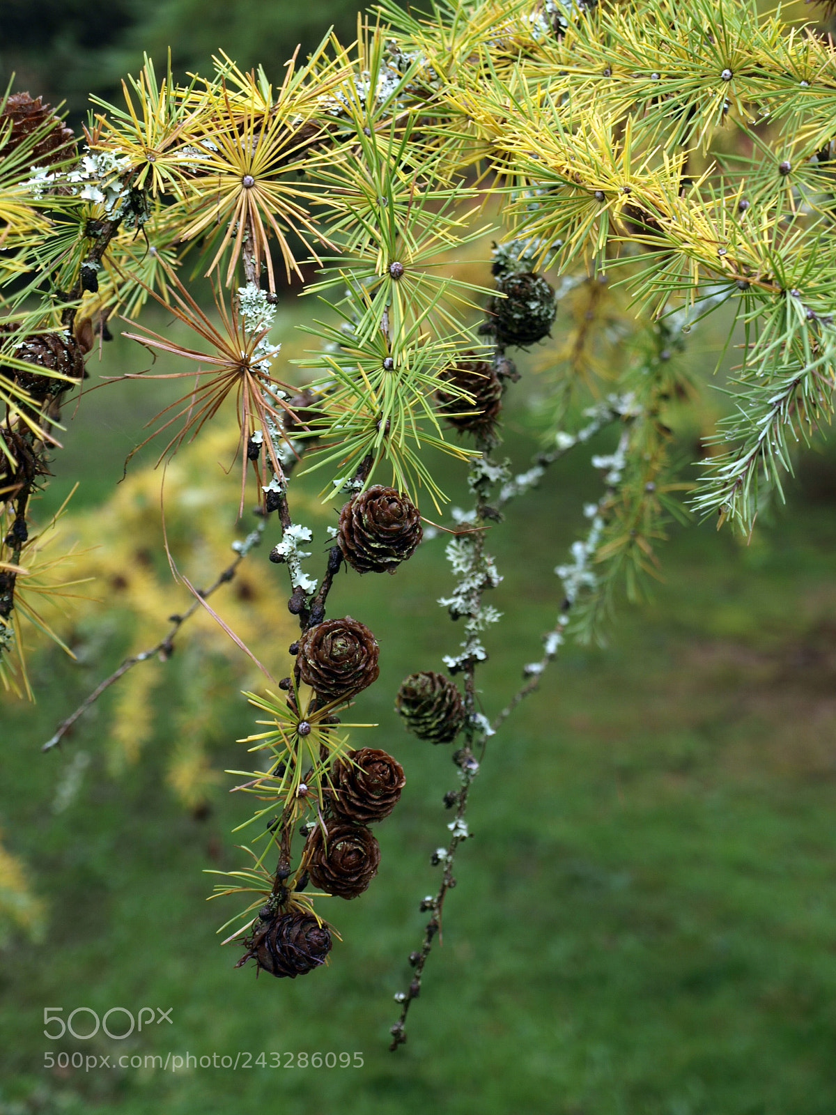 Olympus E-420 (EVOLT E-420) sample photo. Fir cones photography