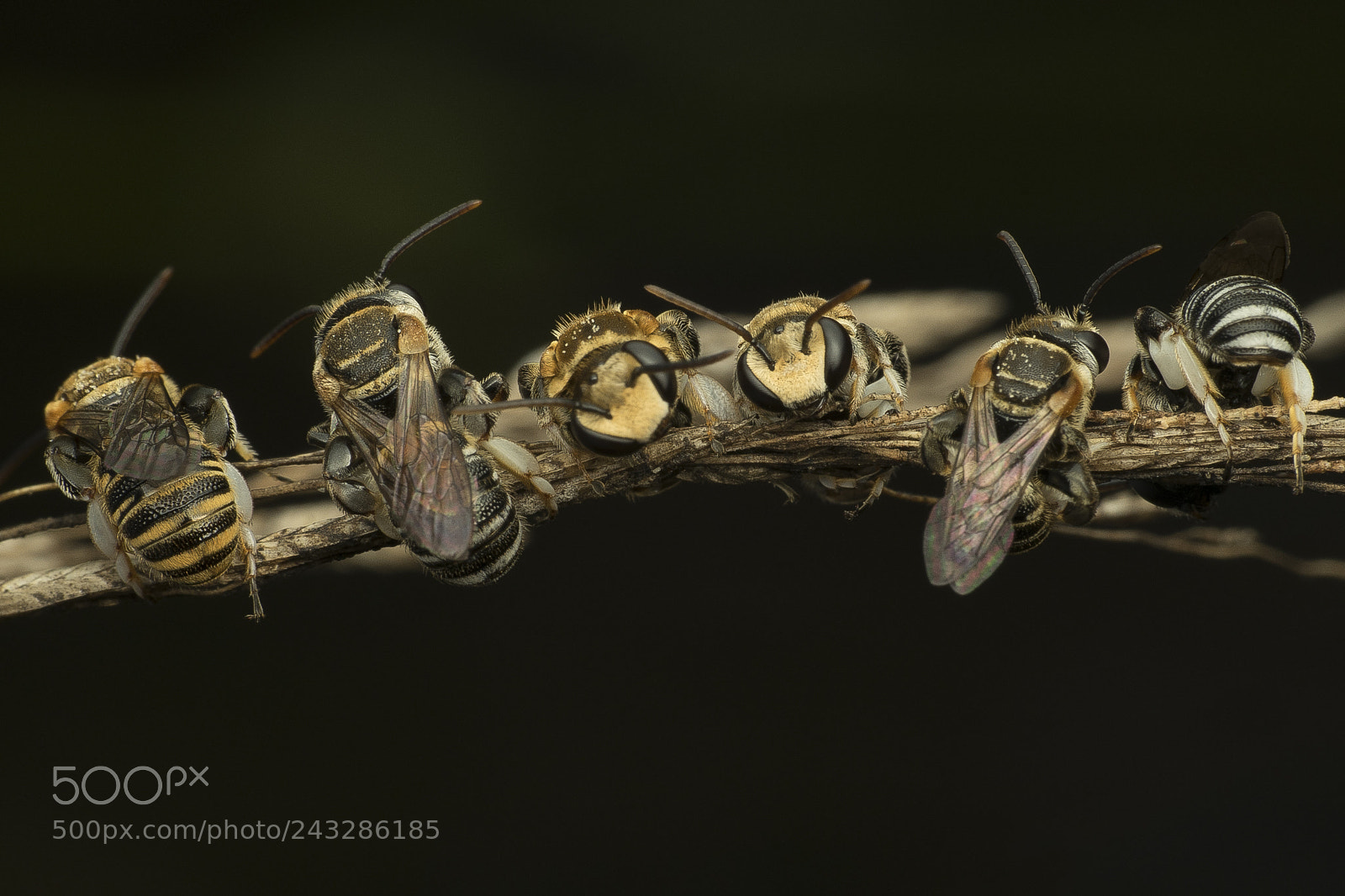 Sony a7 II sample photo. Bees photography