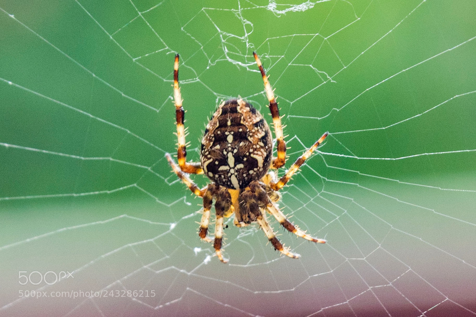 Canon EOS 7D Mark II sample photo. Spider on web photography