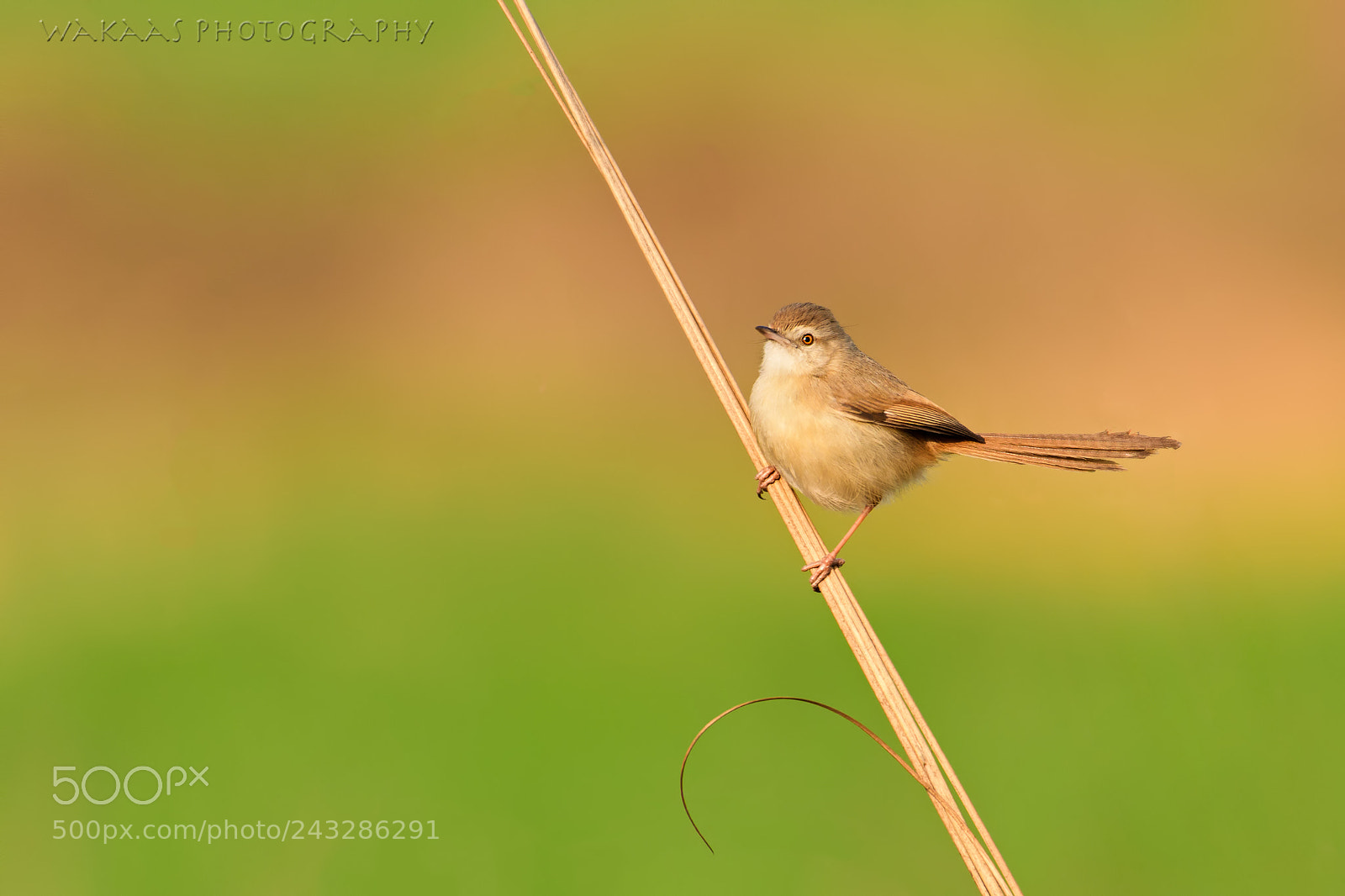 Nikon D500 sample photo. Plain prinia photography