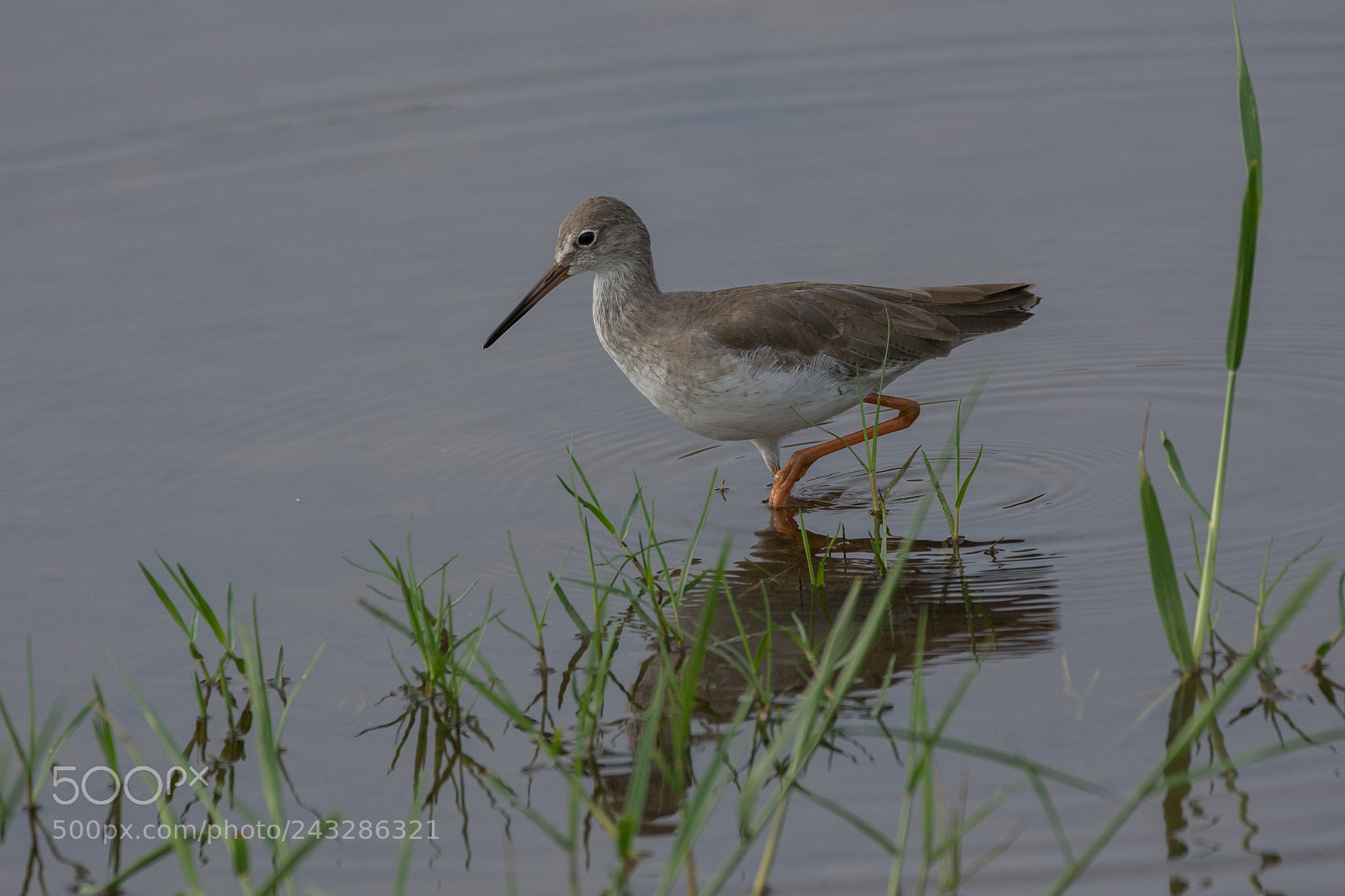 Nikon D7200 sample photo. Common redshank (dsc_8438) photography