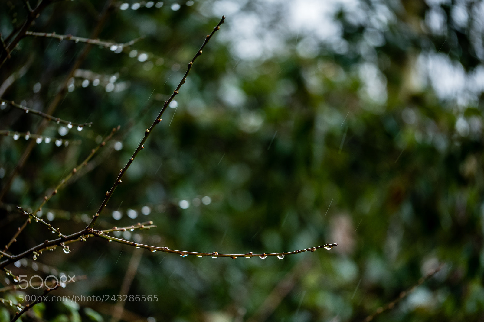 Fujifilm X-Pro2 sample photo. Raindrops keep fallin' on photography