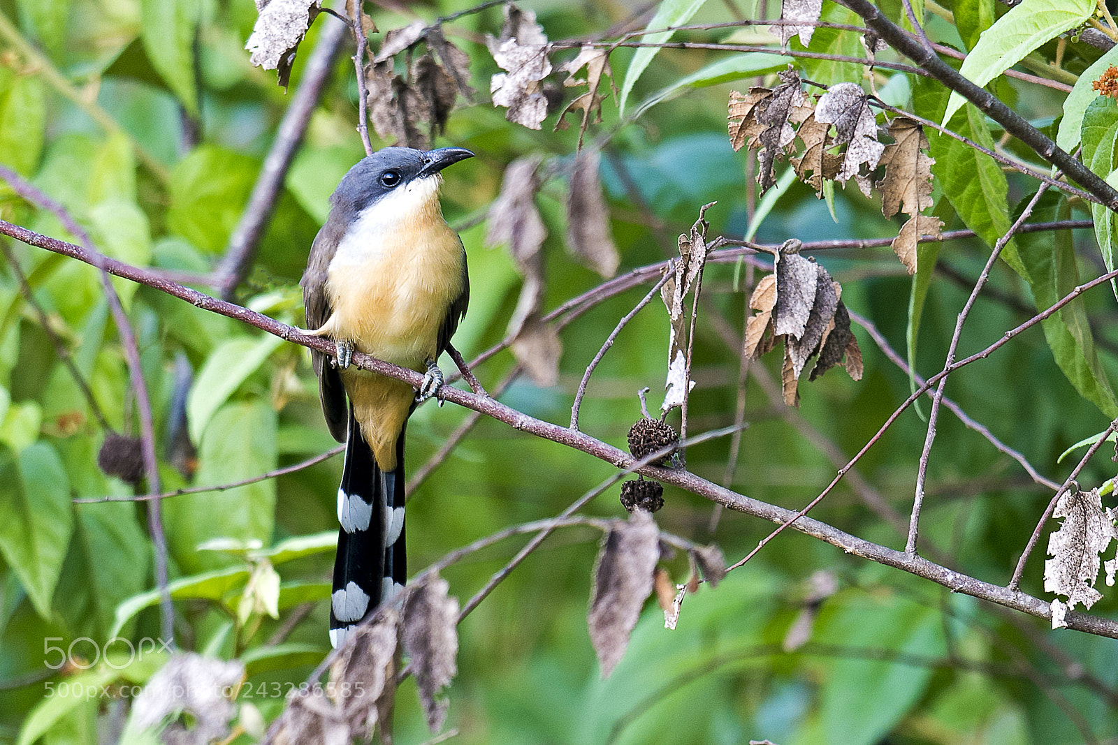 Nikon D5 sample photo. Dark-billed cuckoo photography
