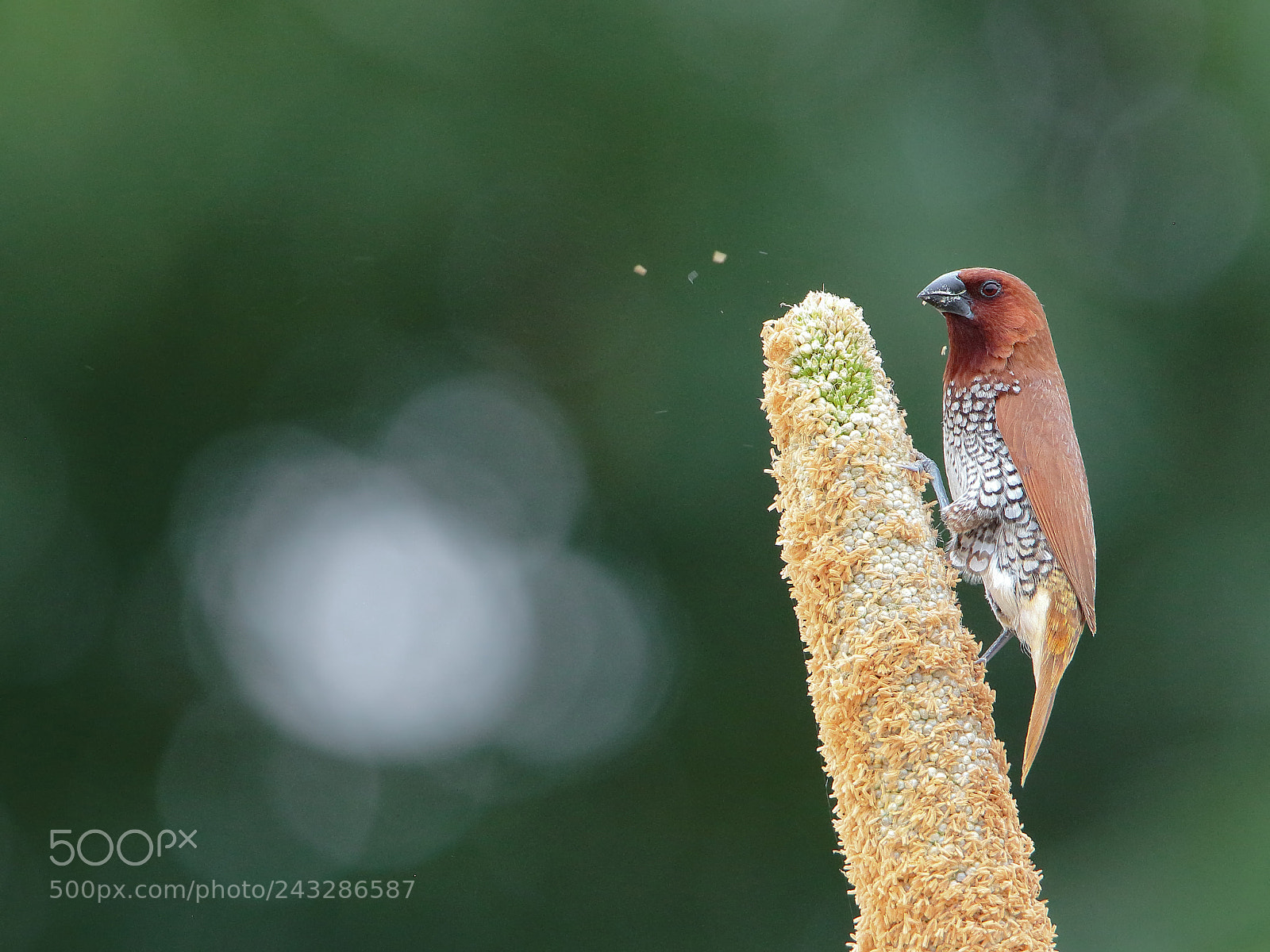 Canon EOS 7D Mark II sample photo. Scaly-breasted munia photography