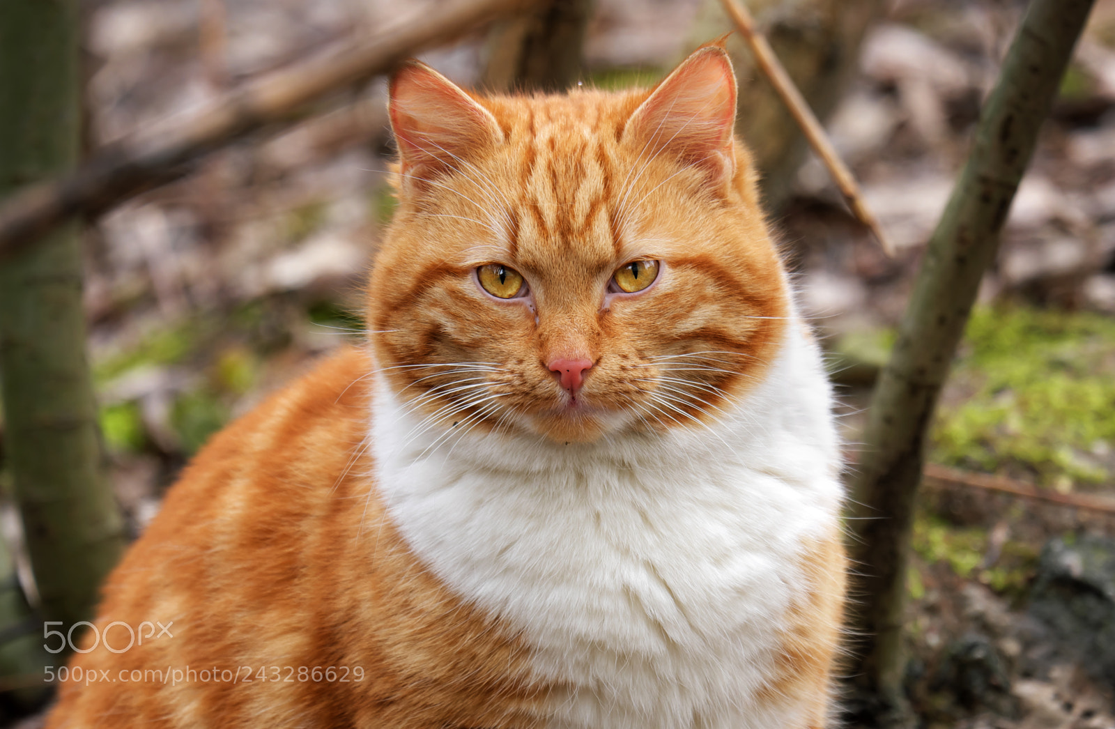 Fujifilm X-T20 sample photo. Red cat with amber photography