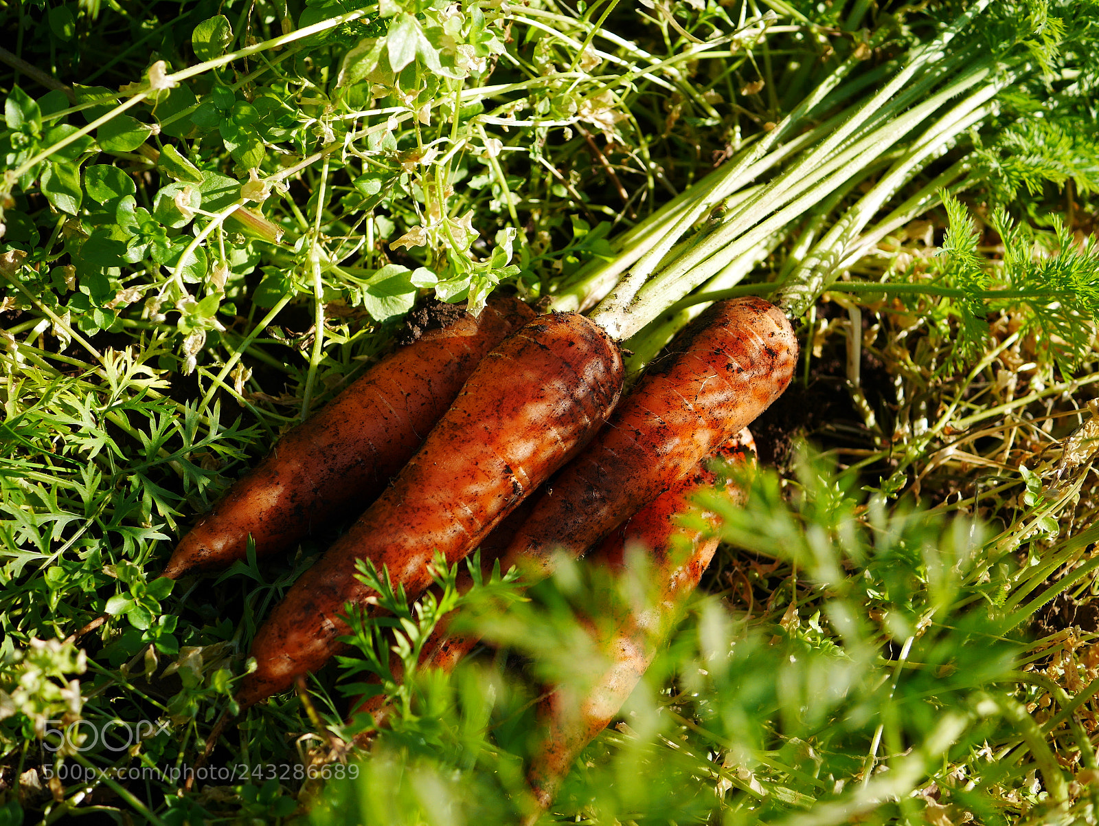 Panasonic Lumix DMC-GF7 sample photo. Carrot in japanese farm photography