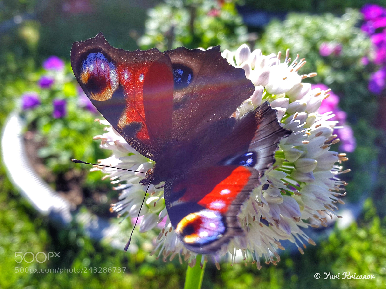 Samsung Galaxy Alpha sample photo. Peacock butterfly in the photography