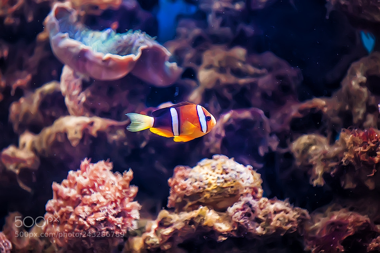Canon EOS 5D sample photo. Coral reef fish. tropical photography