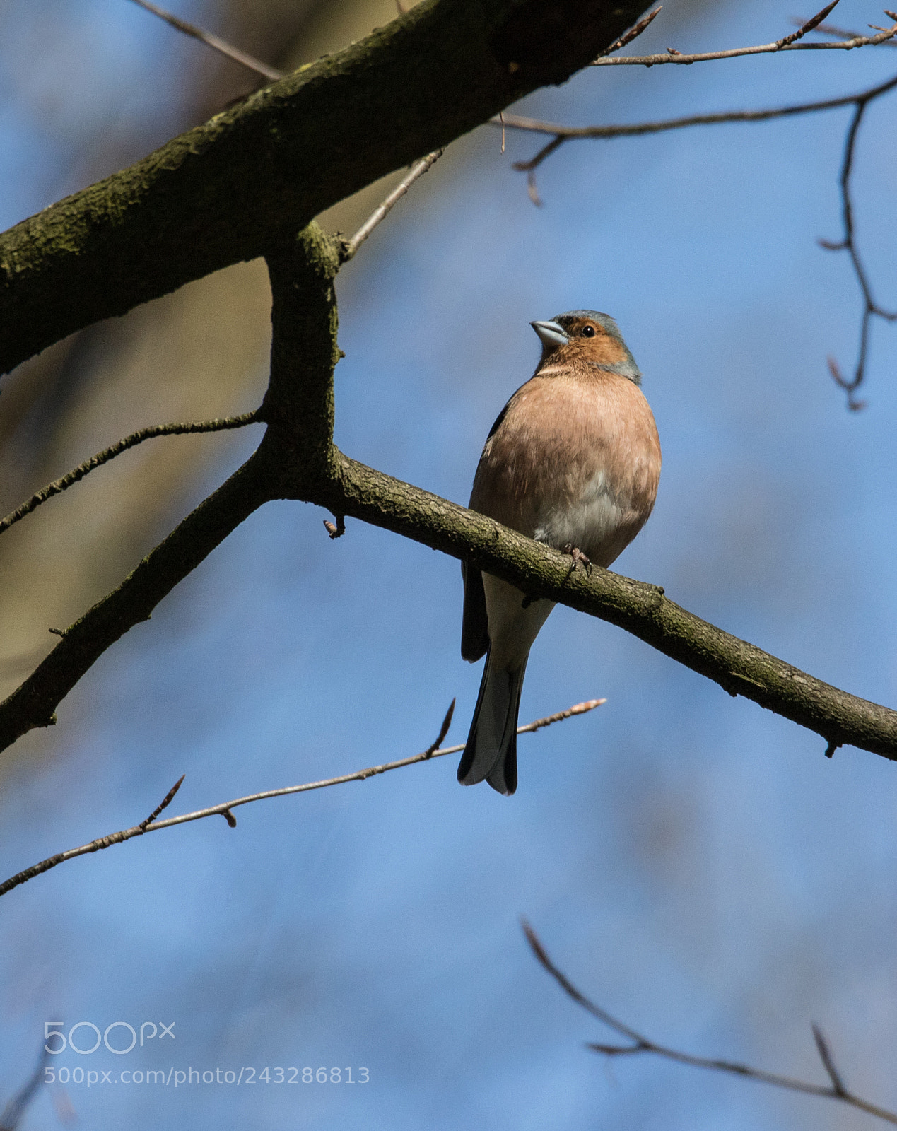Canon EOS 7D Mark II sample photo. Kleiber photography