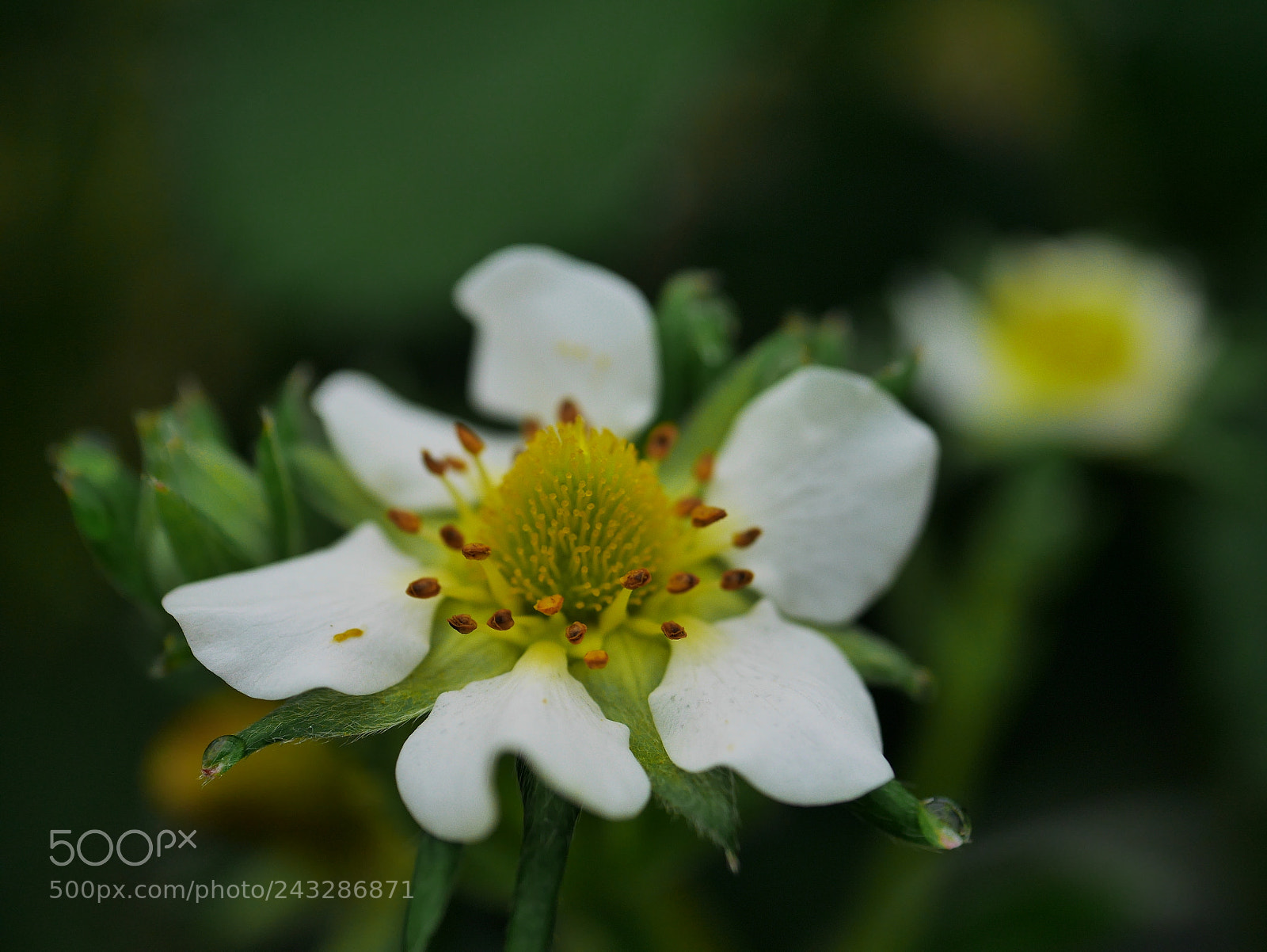 Panasonic Lumix DMC-GF7 sample photo. Strawberry flower photography
