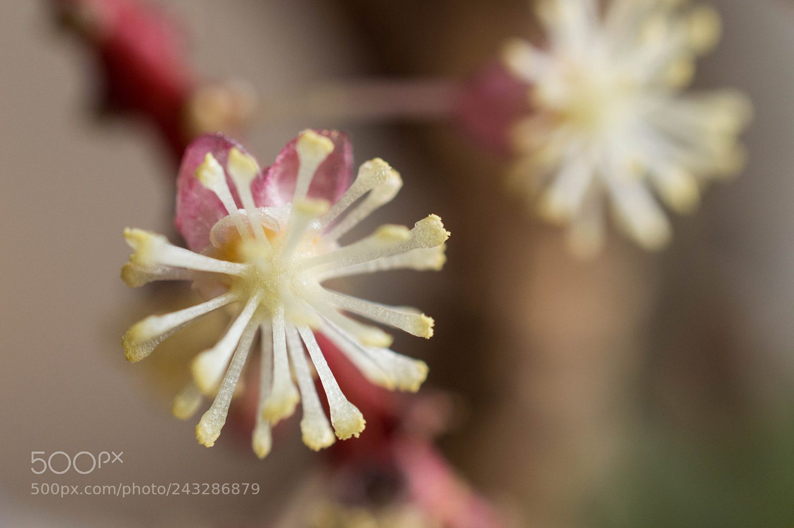 Nikon D3200 sample photo. Croton flower photography