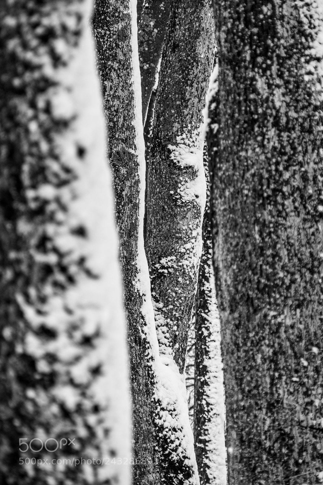 Panasonic Lumix DMC-FZ1000 sample photo. Wintertrees photography