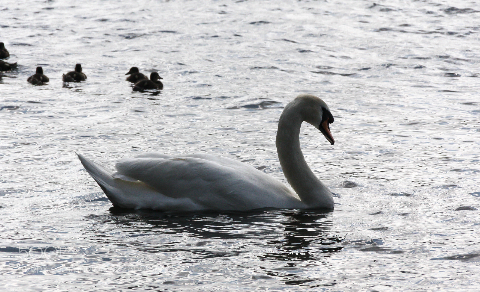 Canon EOS 450D (EOS Rebel XSi / EOS Kiss X2) sample photo. Swimming swan photography