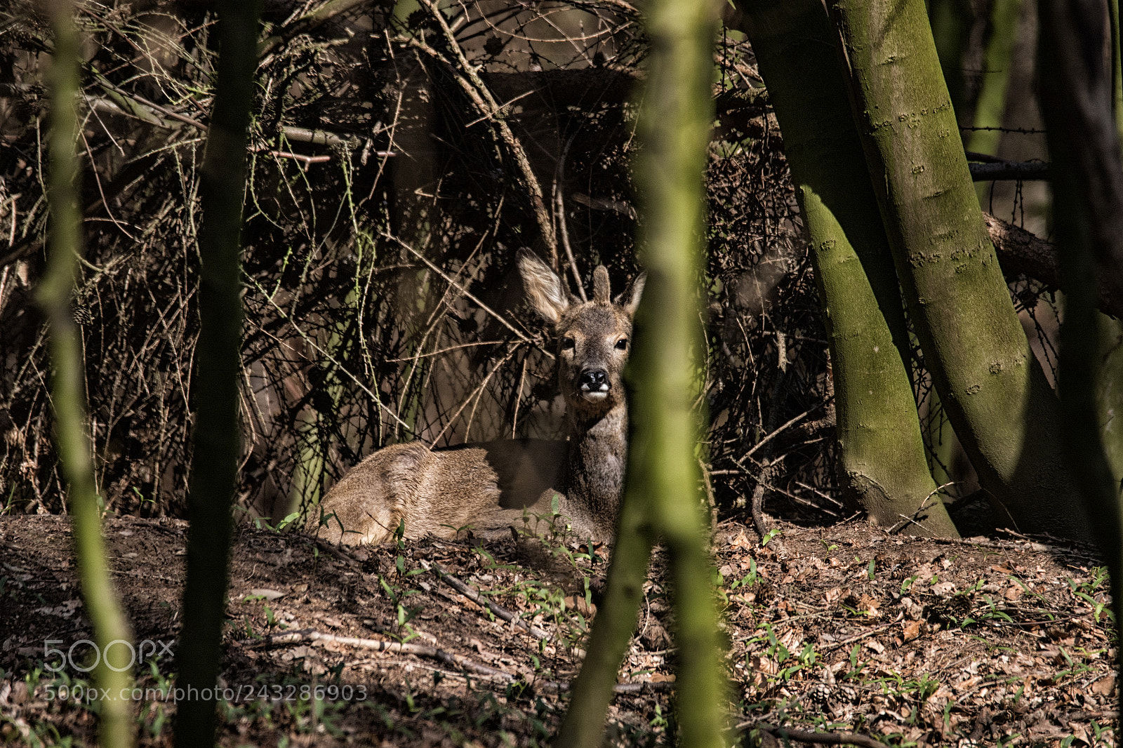 Canon EOS 7D Mark II sample photo. Einhorn - unicorn photography