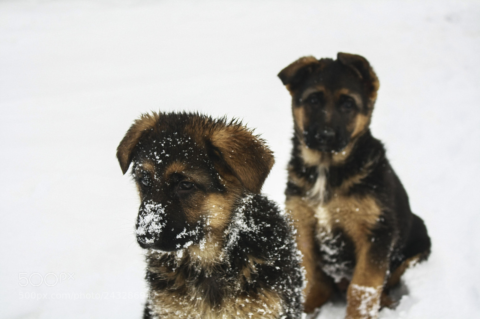 Canon EOS 1000D (EOS Digital Rebel XS / EOS Kiss F) sample photo. Cuties photography