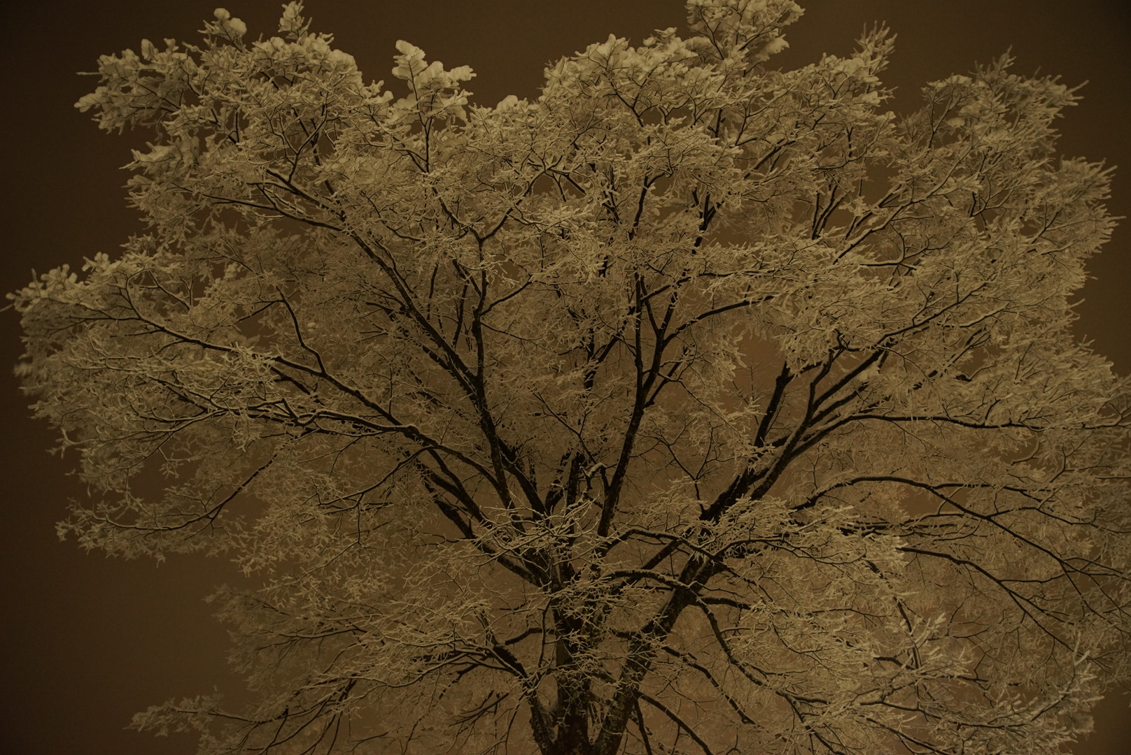 Canon EF 300mm F2.8L IS II USM sample photo. 雪、桜の花のように photography