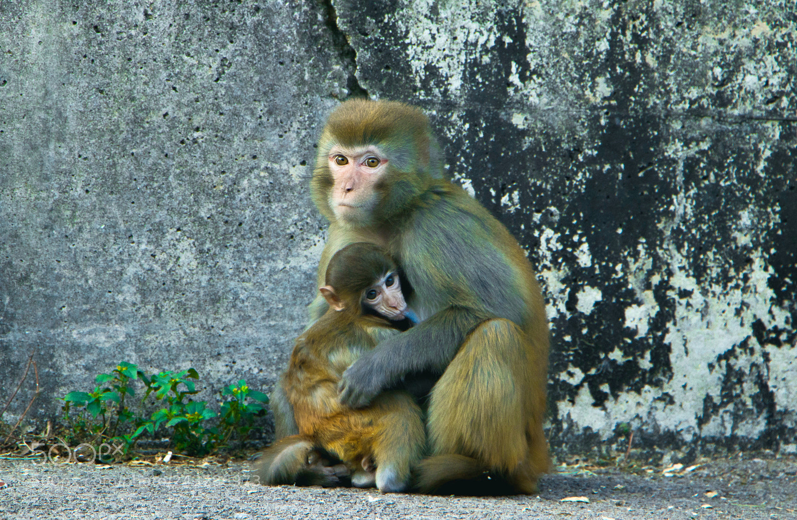 Canon EOS 800D (EOS Rebel T7i / EOS Kiss X9i) sample photo. Love of a mother photography