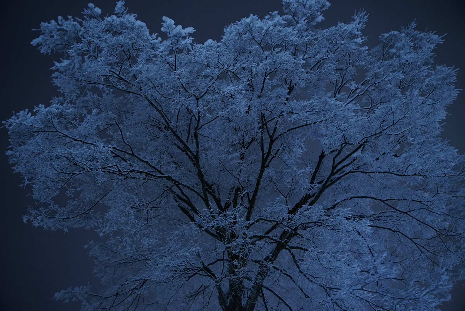 Sony a7 II + Canon EF 300mm F2.8L IS II USM sample photo. 雪、桜の花のように photography