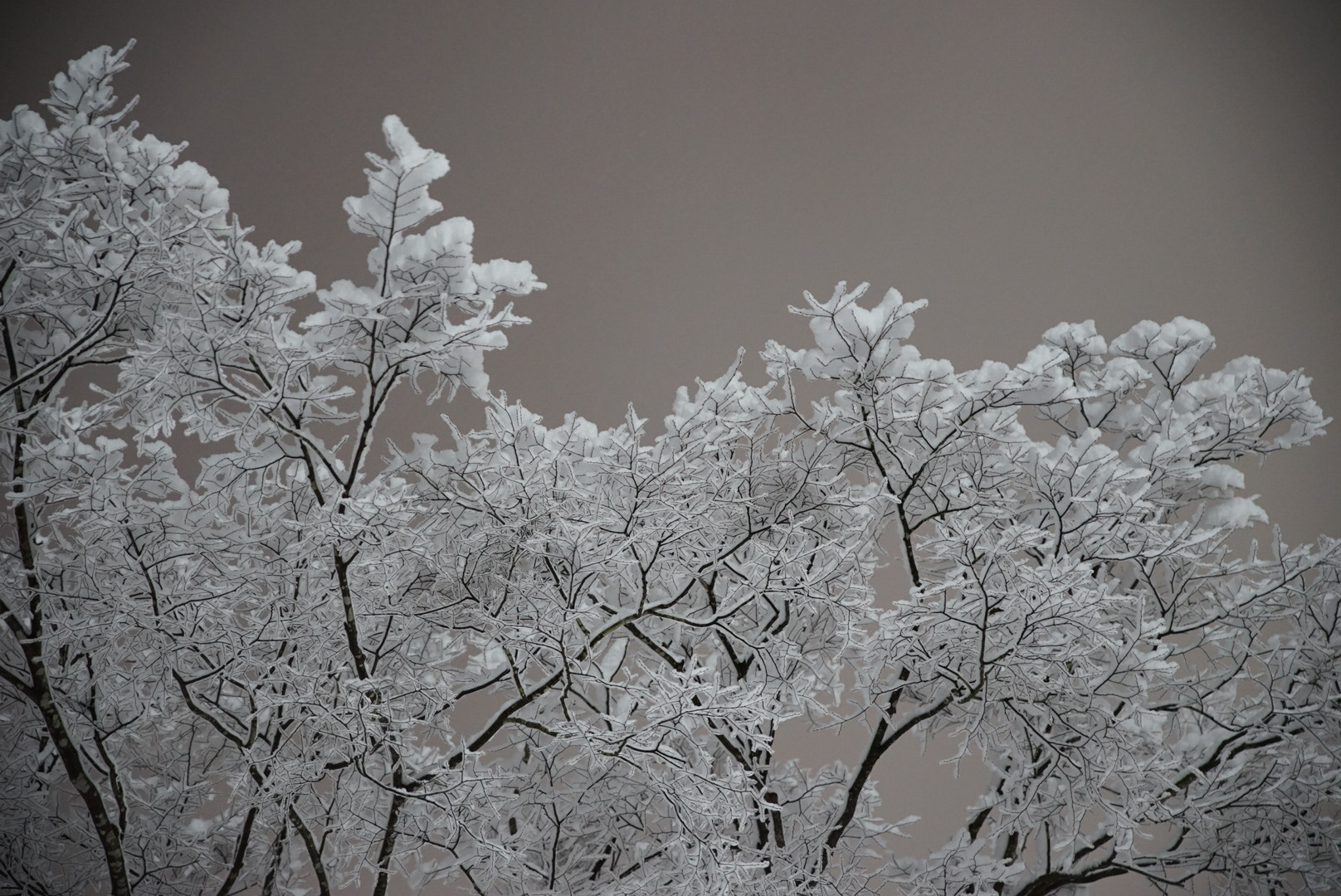 Sony a7 II + Canon EF 300mm F2.8L IS II USM sample photo. 雪、桜の花のように photography