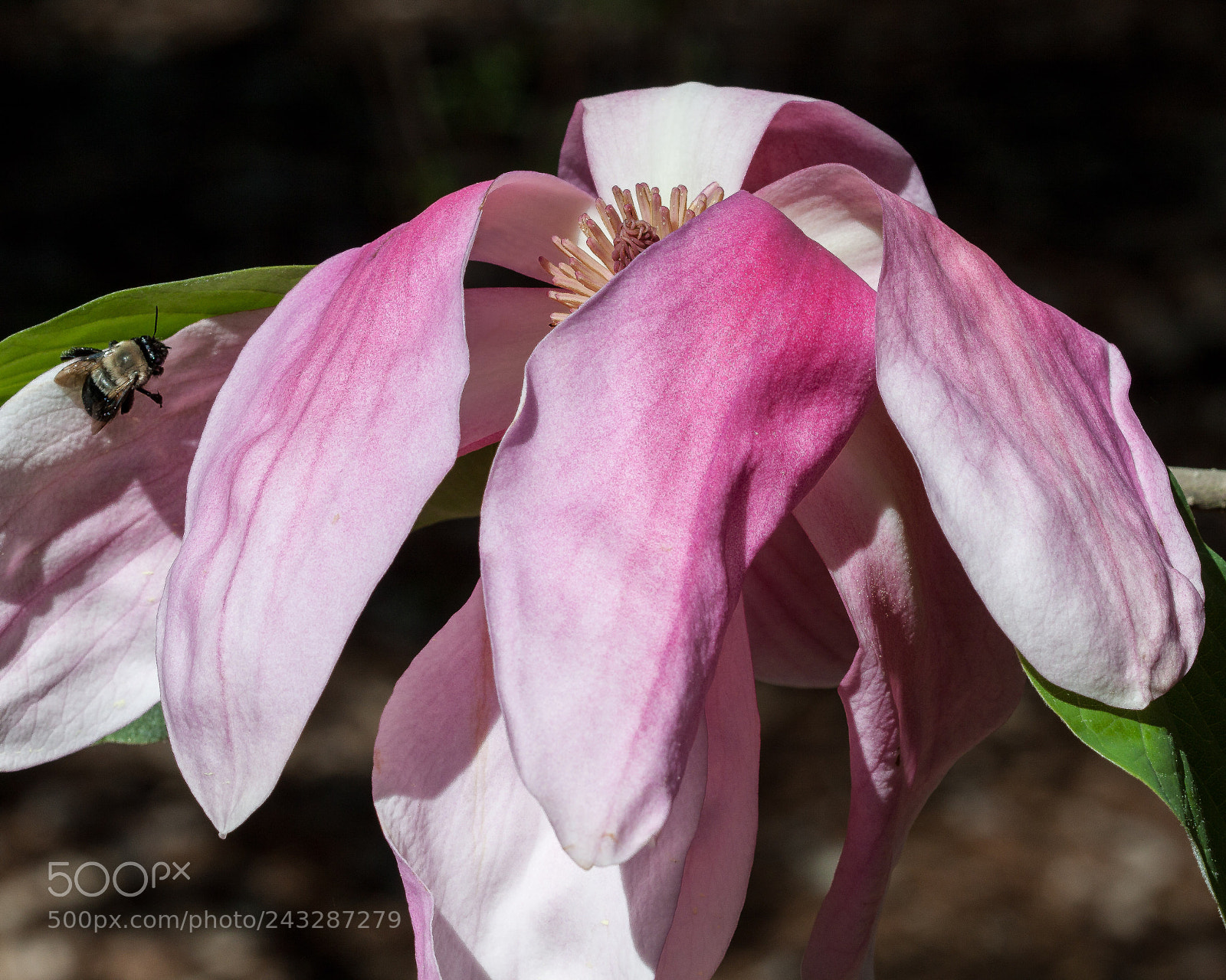 Canon EOS 50D sample photo. Magnolia and bumble bee photography