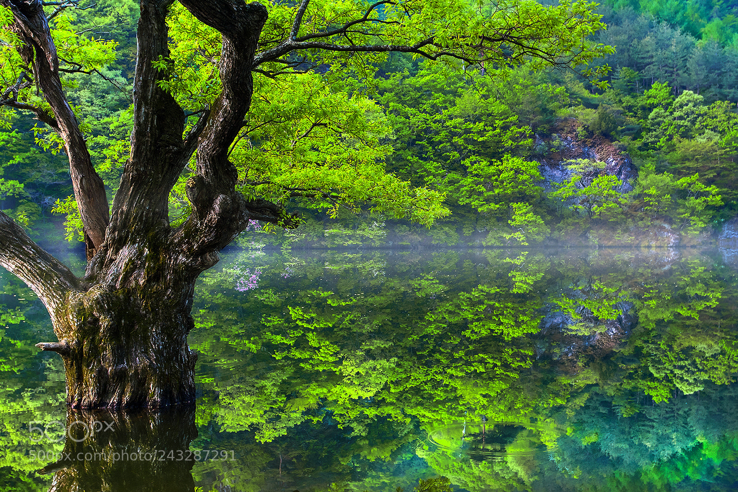Canon EOS 30D sample photo. 주산지의봄 photography