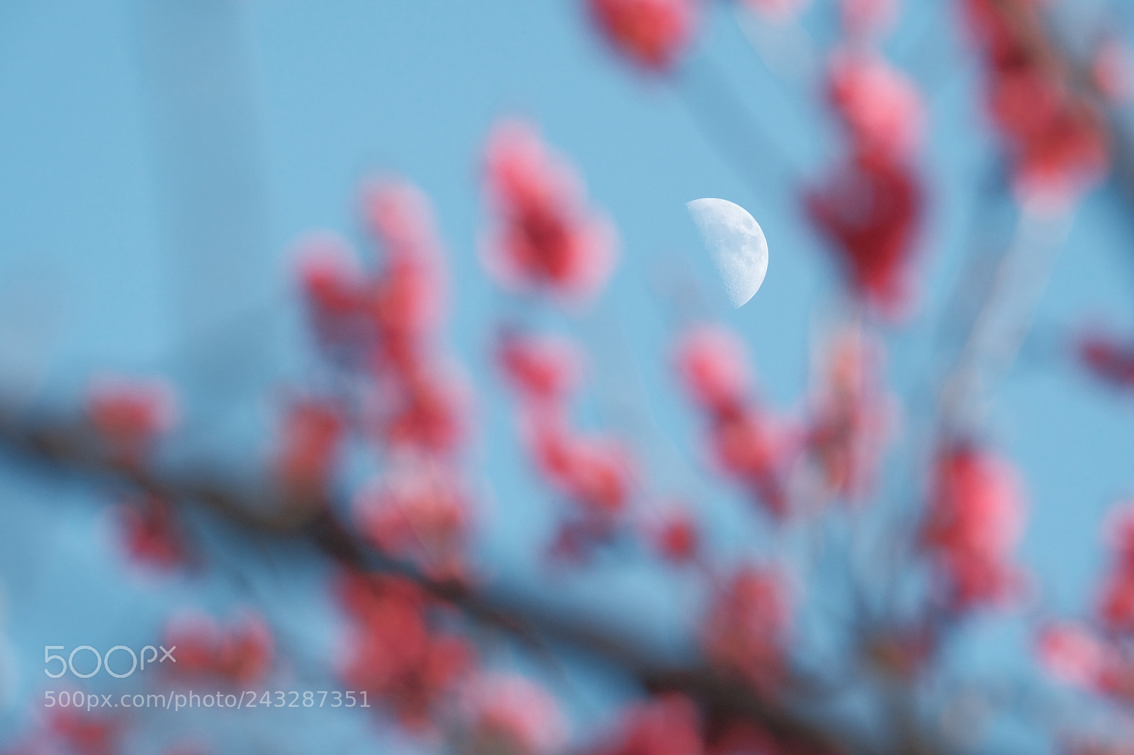 Fujifilm X-T2 sample photo. Over the reds photography