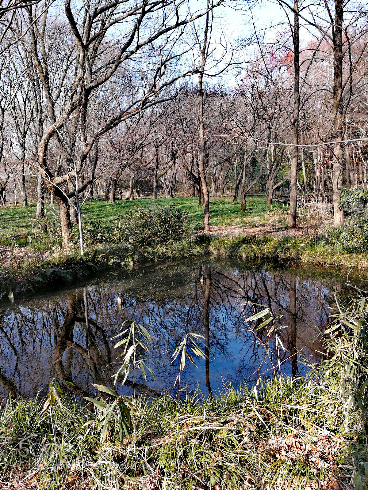 HUAWEI Mate 9 sample photo. 野川公園 photography