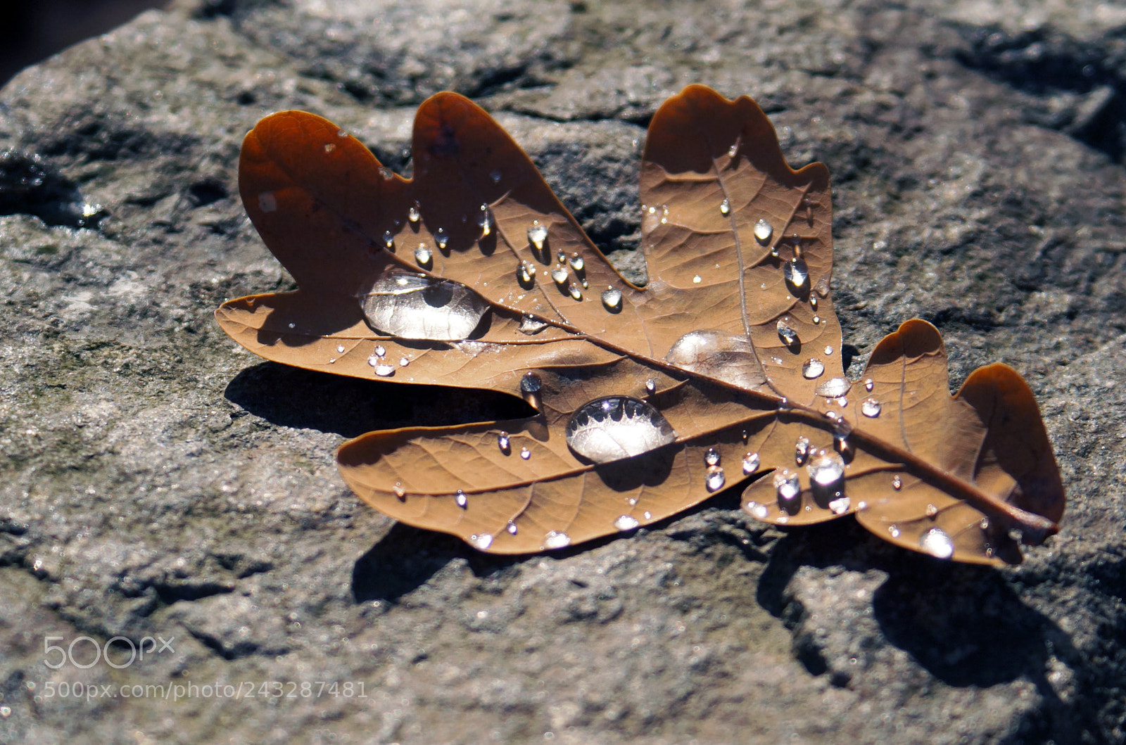 Sony SLT-A58 sample photo. Leaf with waterdrops photography