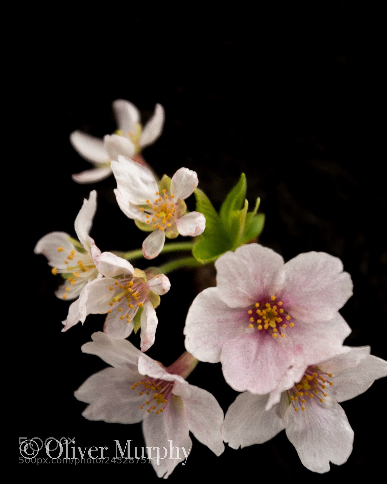 Nikon D500 sample photo. Sakura cherry blossom photography