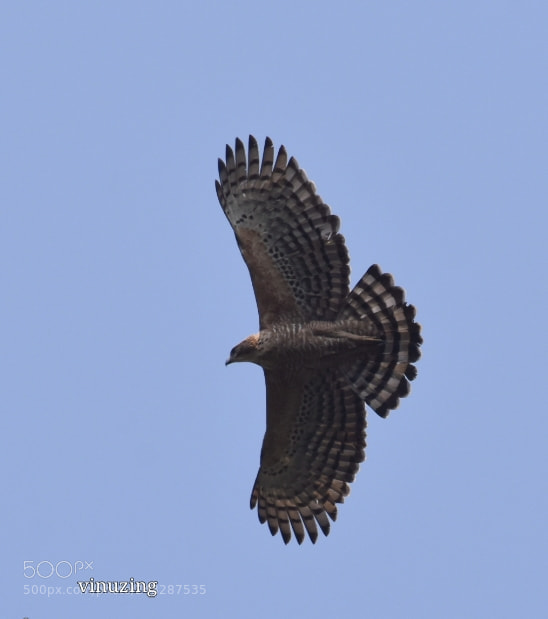 Nikon D7200 sample photo. Spotted eagle photography