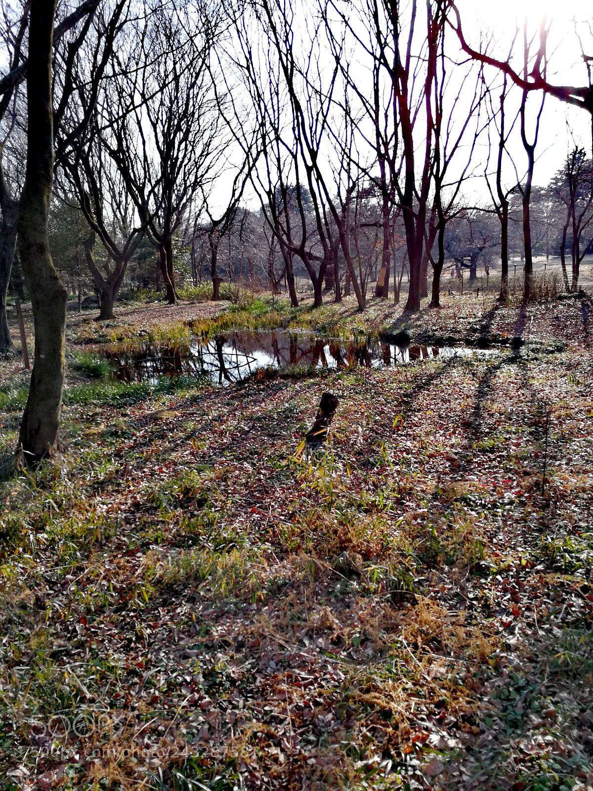 HUAWEI Mate 9 sample photo. 野川公園 photography