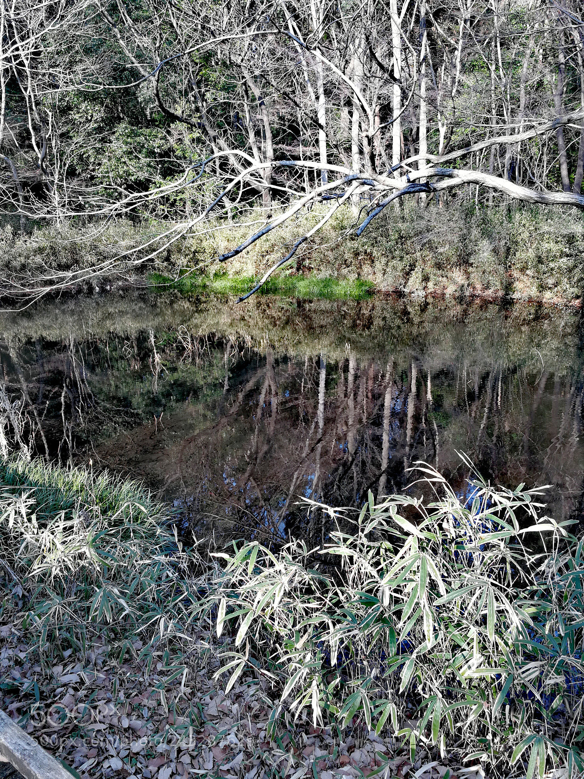 HUAWEI Mate 9 sample photo. 野川公園 photography
