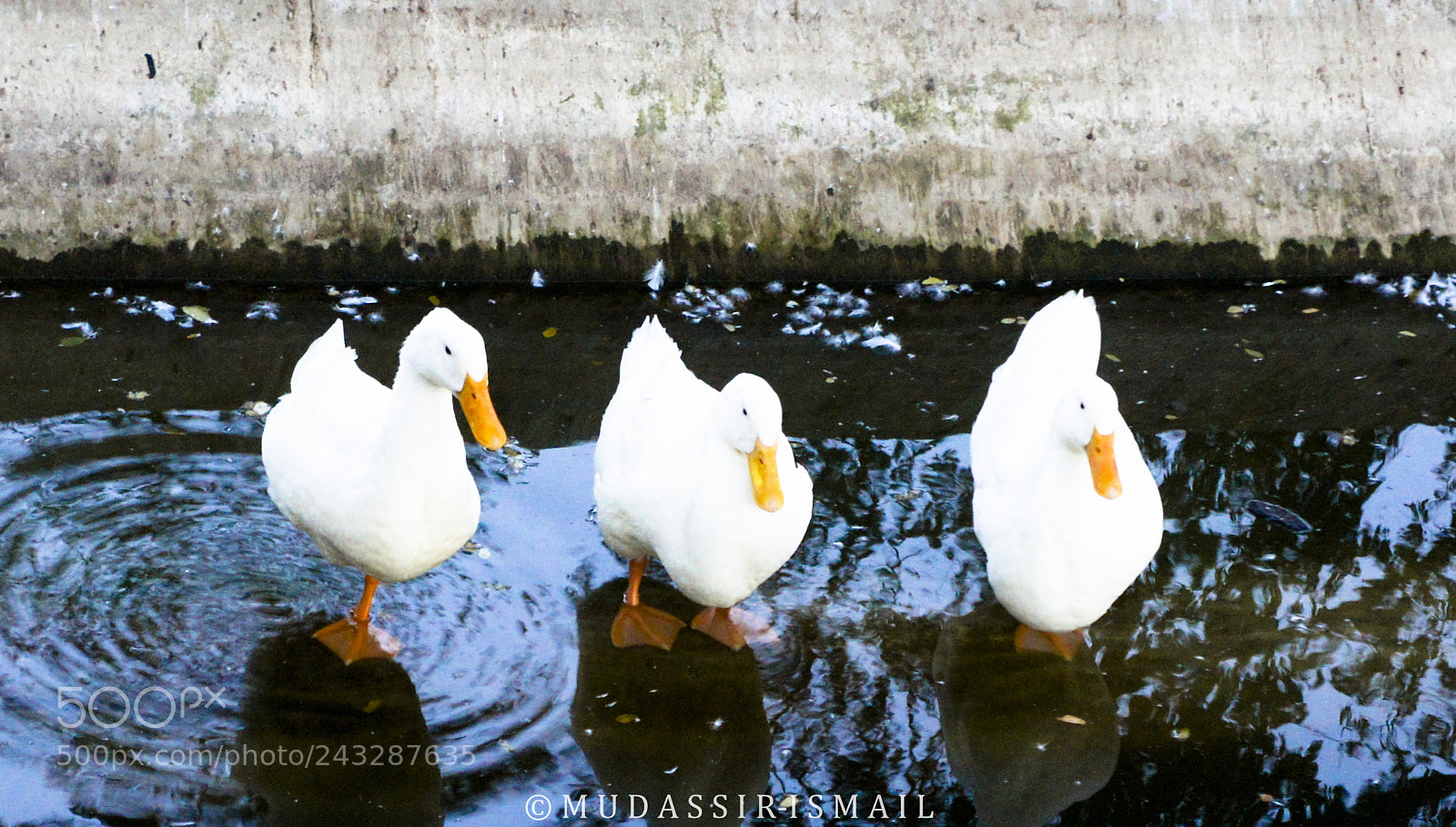 Sony Alpha NEX-3 sample photo. Duck photography