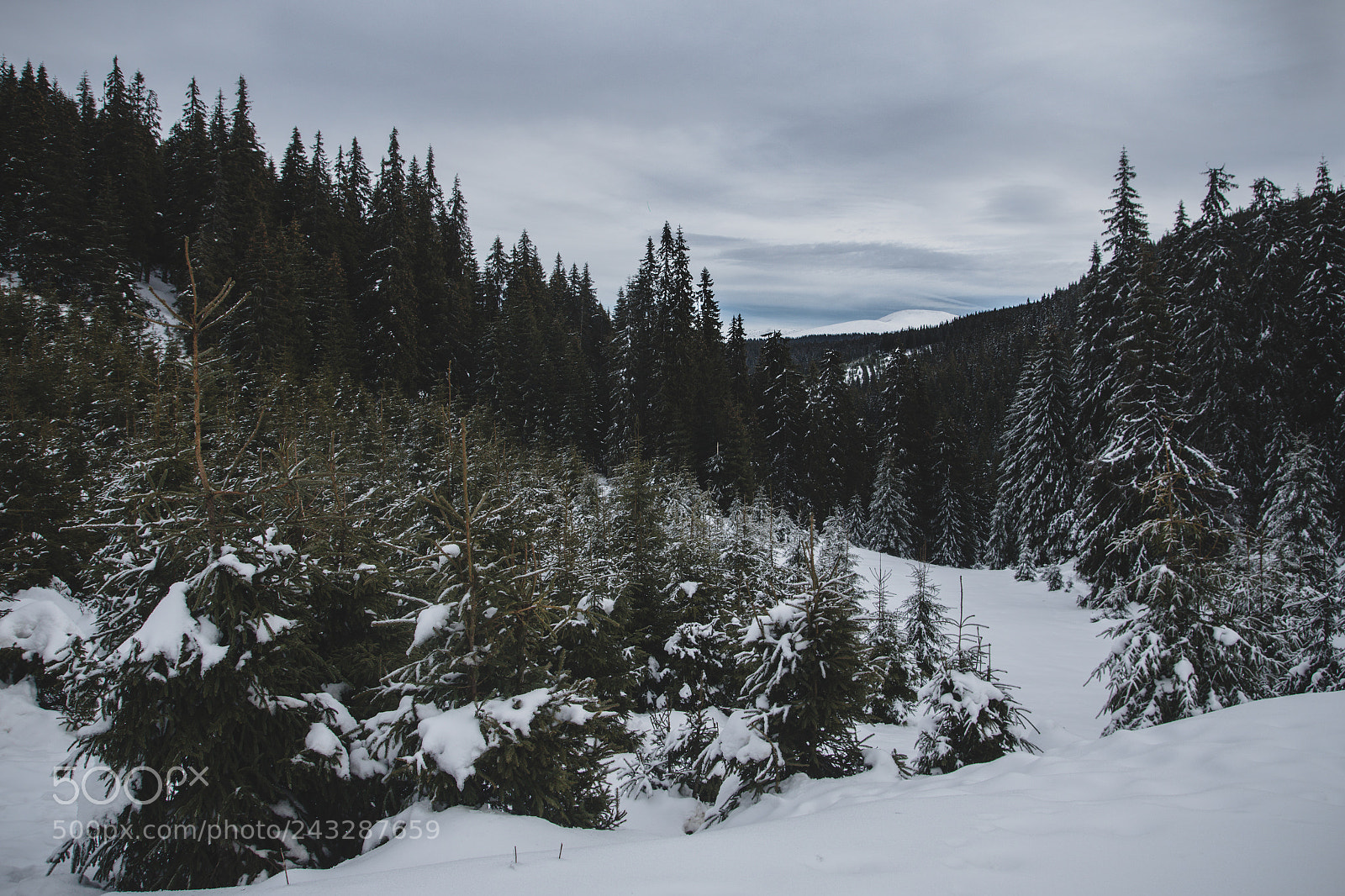 Nikon D7200 sample photo. 1st january photography