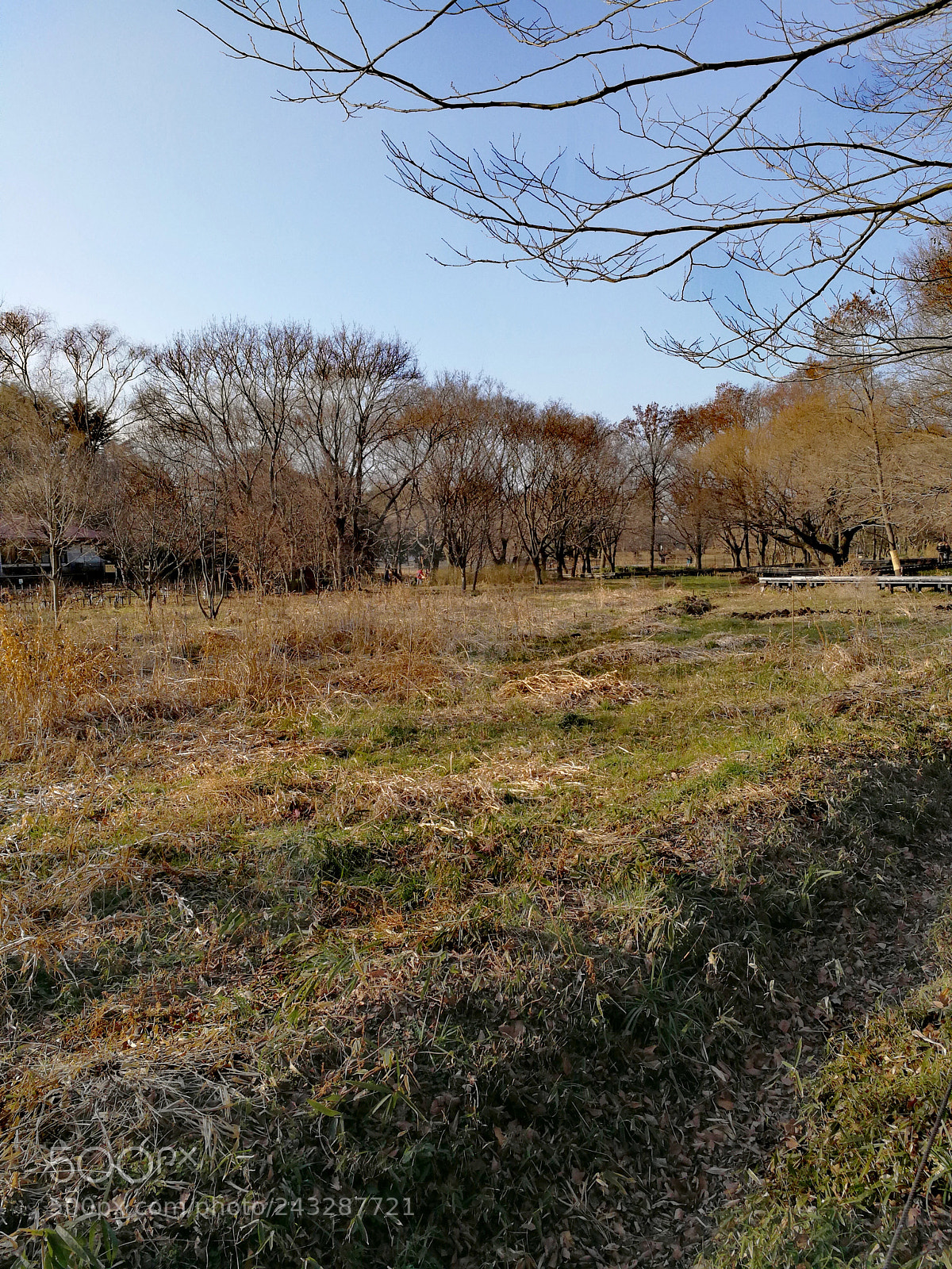 HUAWEI Mate 9 sample photo. 野川公園 photography