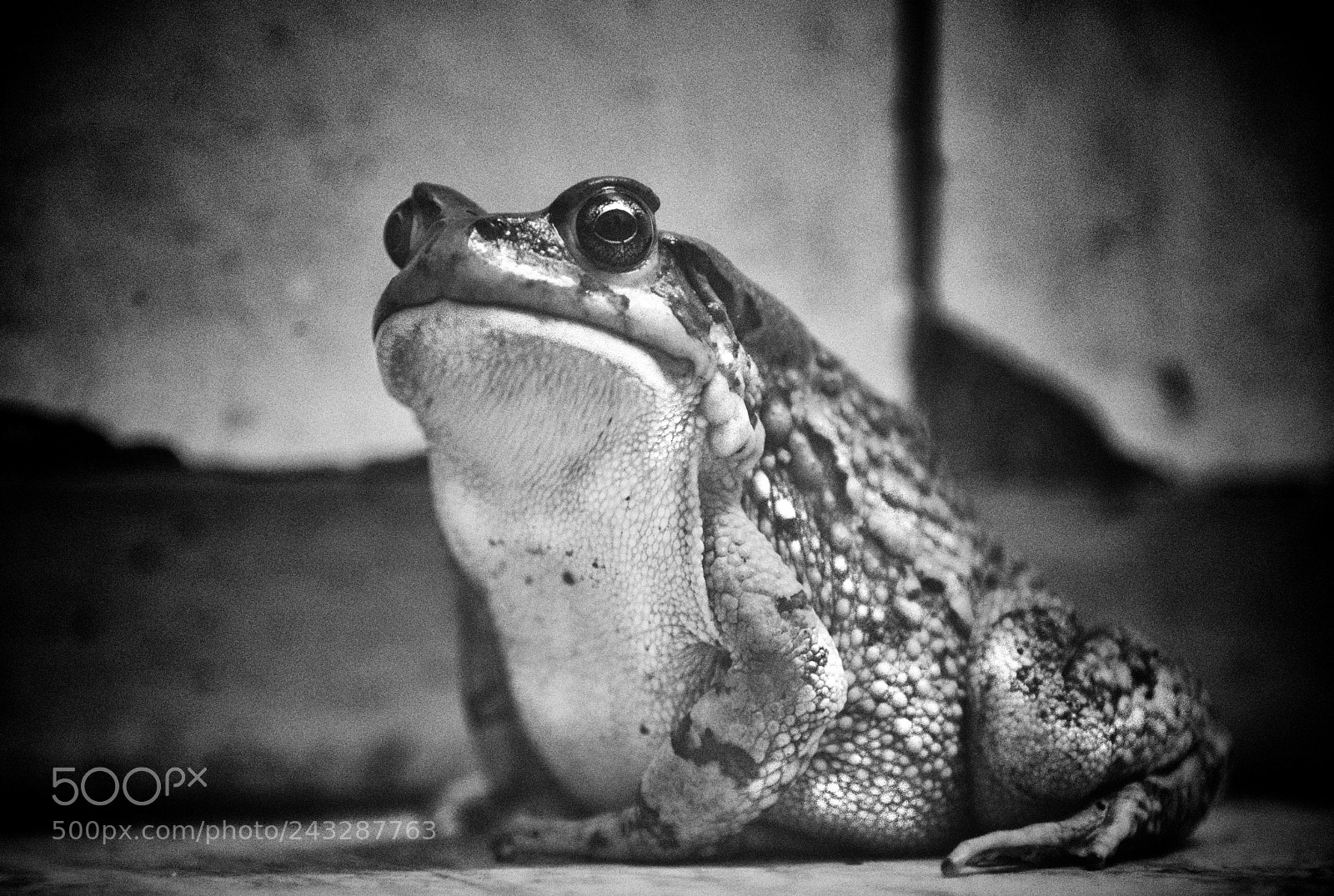 Nikon D610 sample photo. Chubby photography