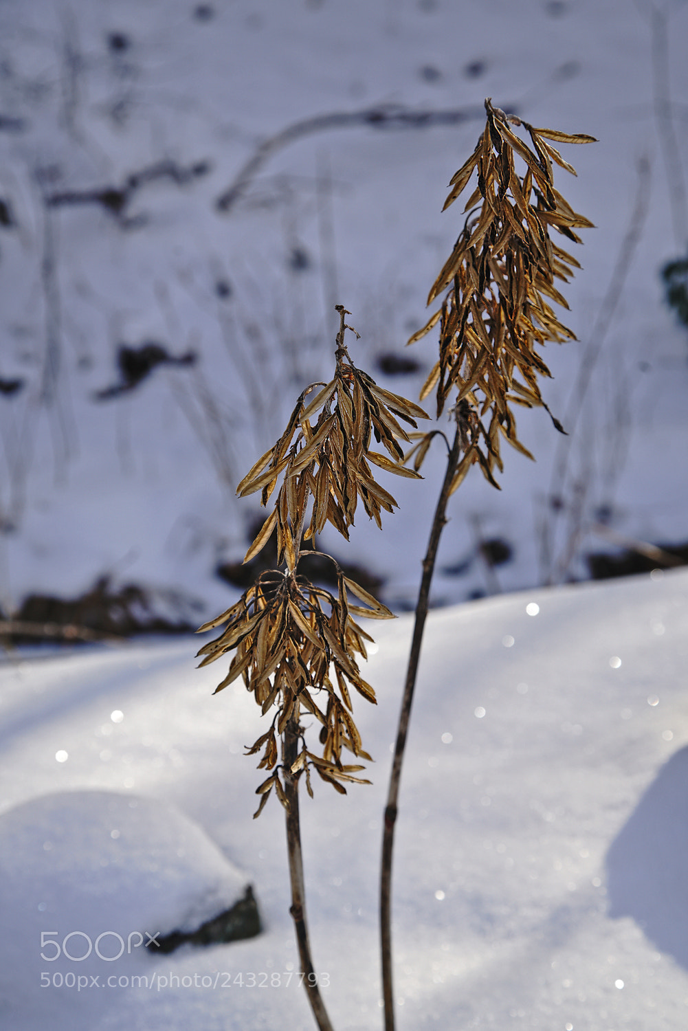 Sony a7R II sample photo. Hosta photography