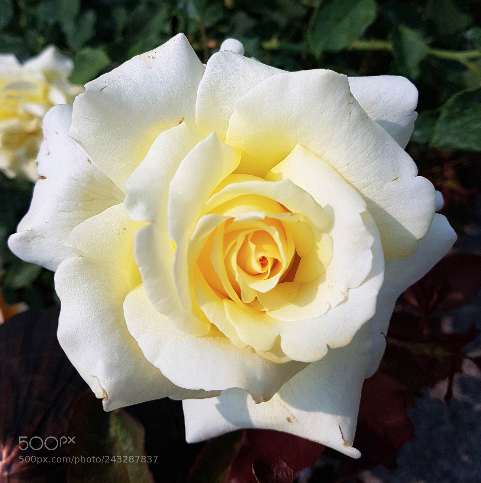 Samsung Galaxy S7 sample photo. The first flower in photography