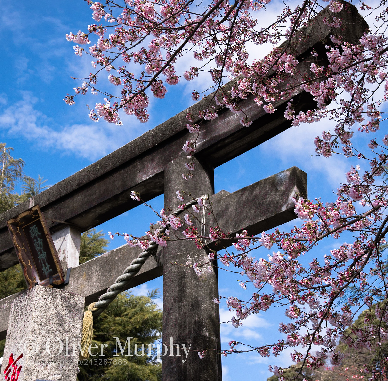 Nikon D500 sample photo. Torii gate and sakura photography