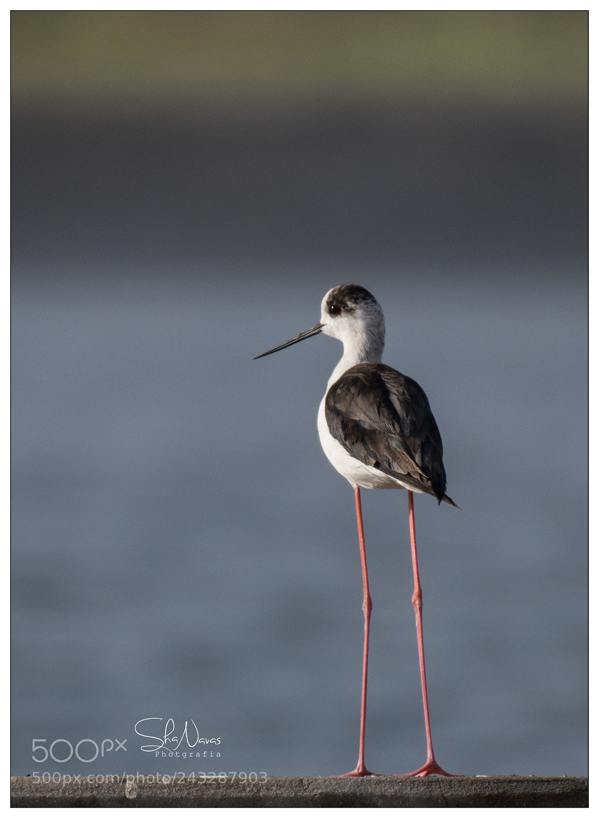 Nikon D810 sample photo. Stilt black-winged photography
