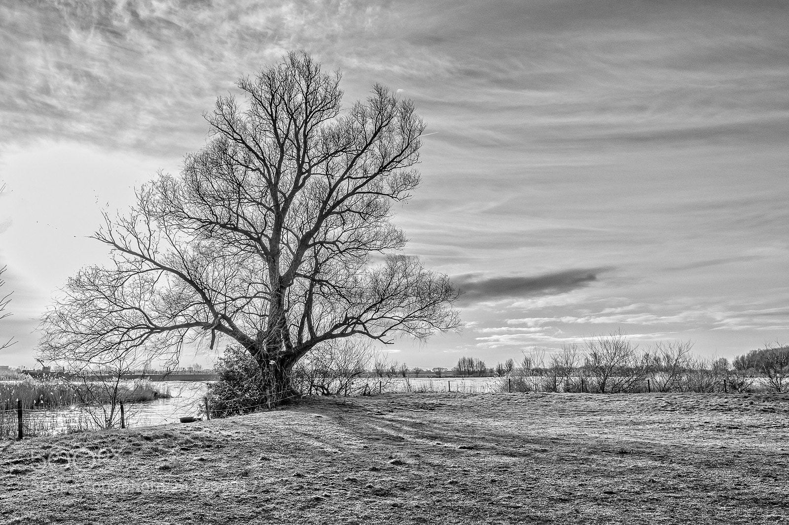 Fujifilm X70 sample photo. Tree near oude maas photography