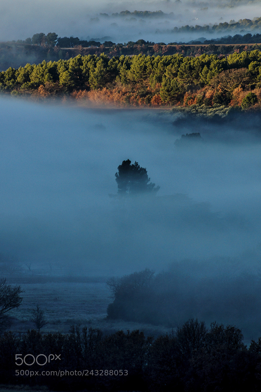 Sony SLT-A65 (SLT-A65V) sample photo. Tree in fog photography