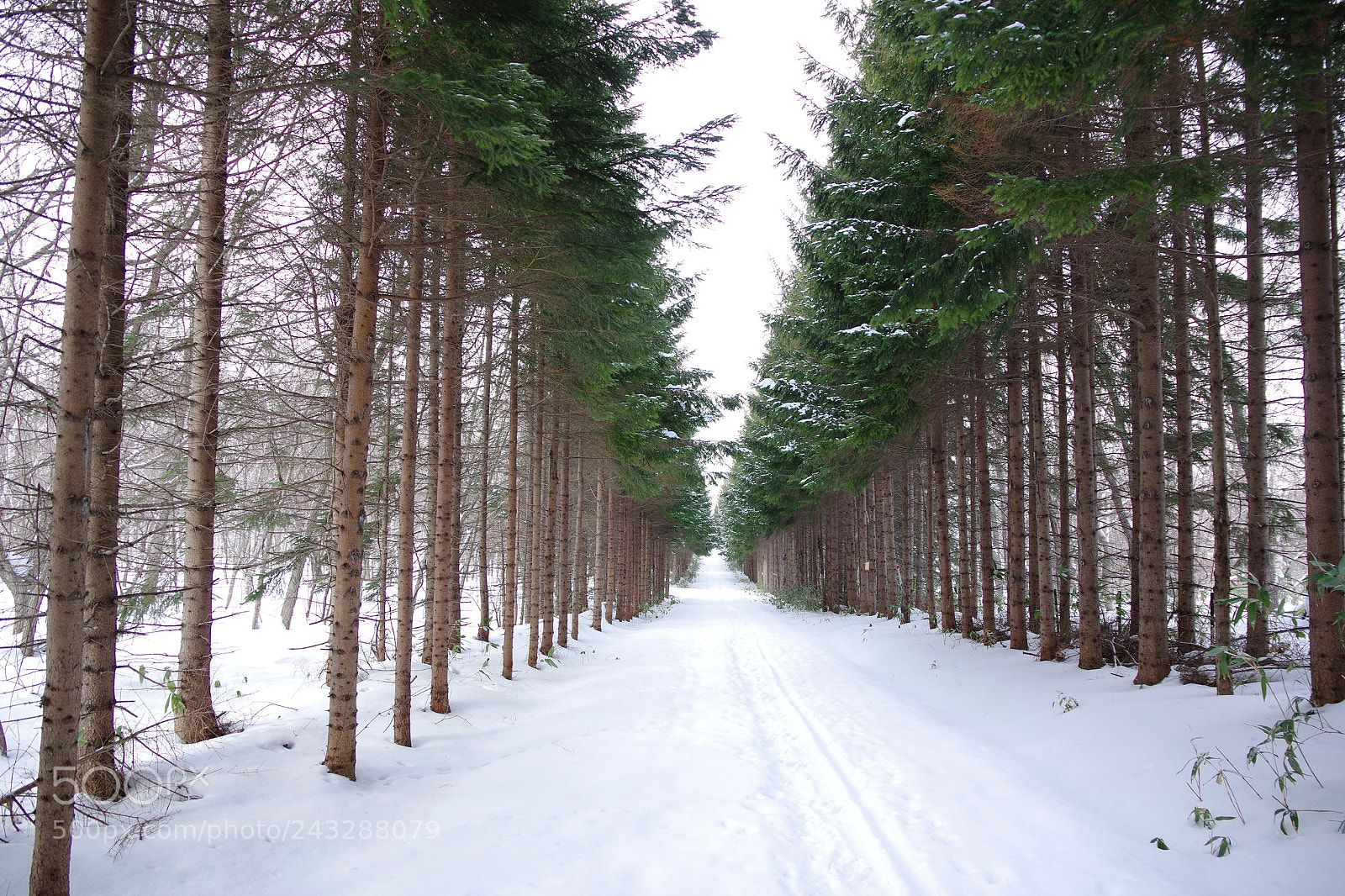 Pentax K-3 II sample photo. Winter scene photography