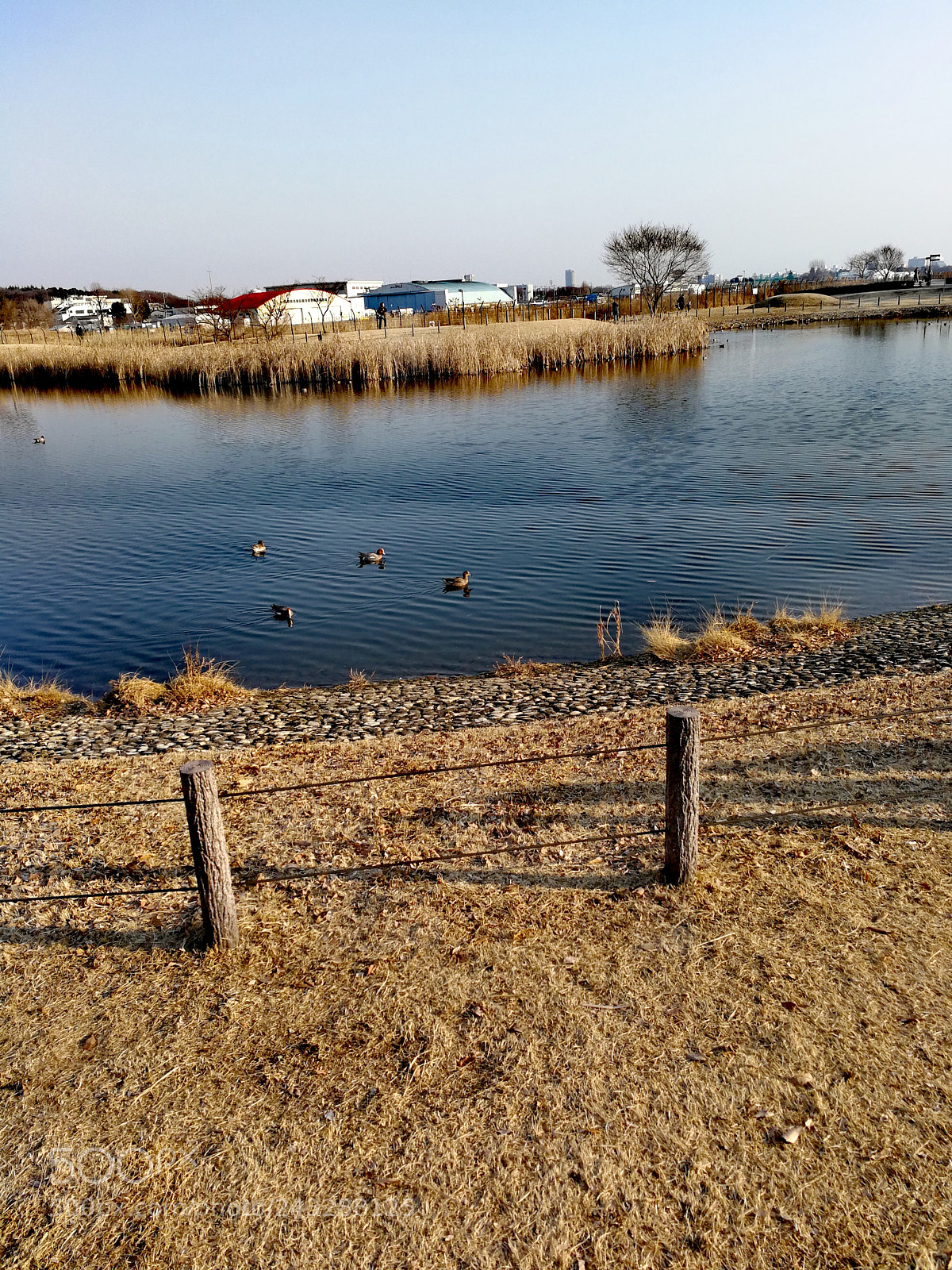 HUAWEI Mate 9 sample photo. 武蔵野の森公園 photography
