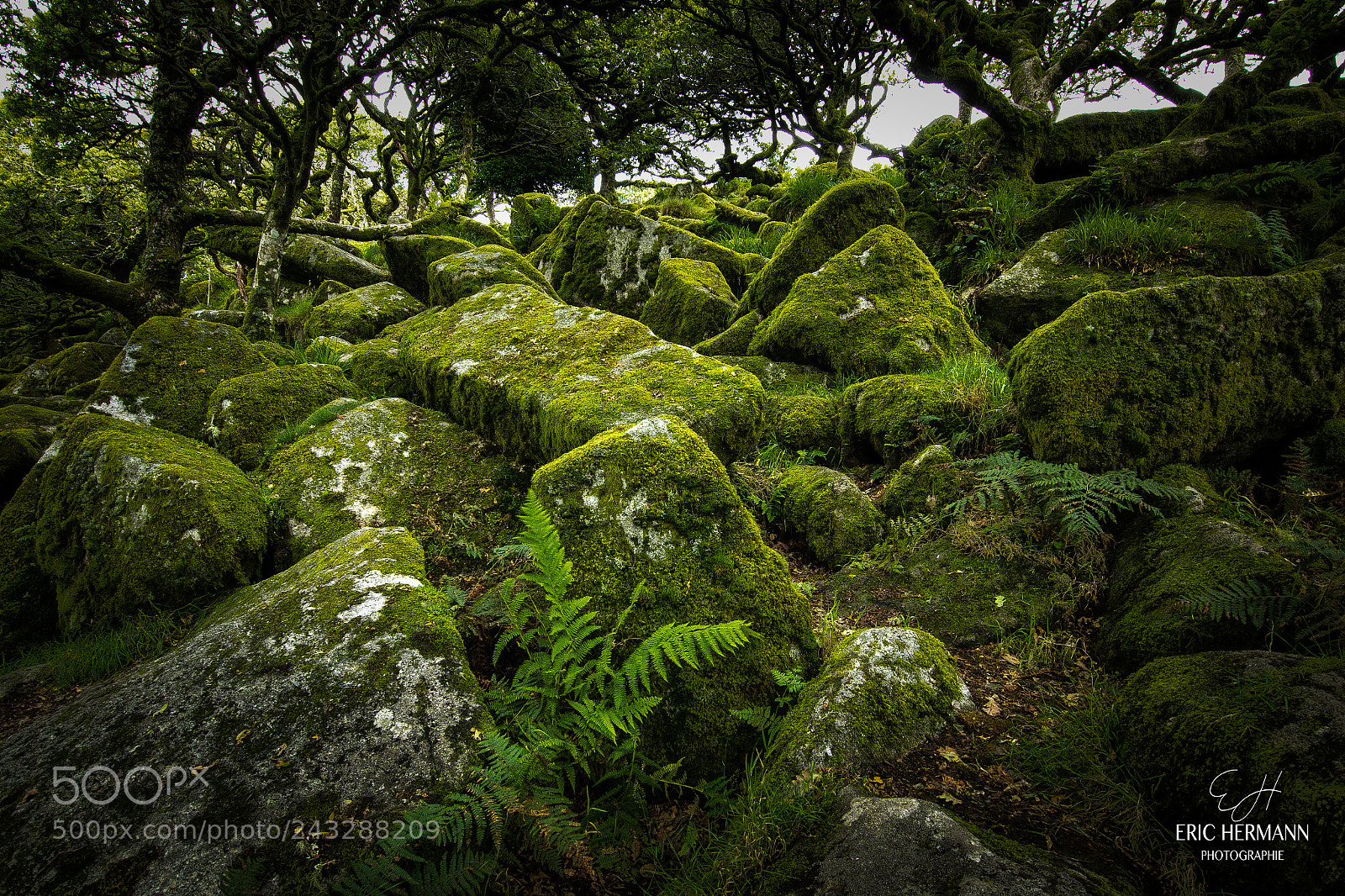 Canon EOS 7D Mark II sample photo. Shades of green photography