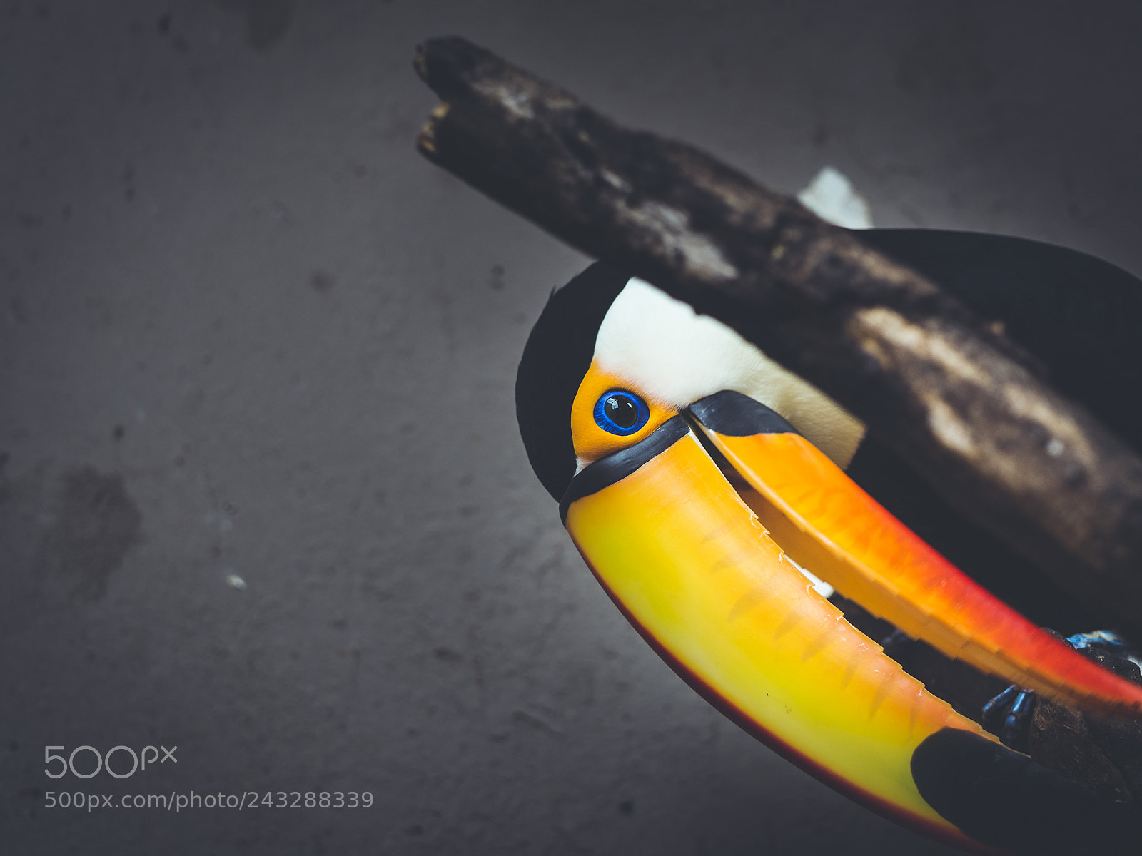 Olympus OM-D E-M10 II sample photo. Shy toucan. photography